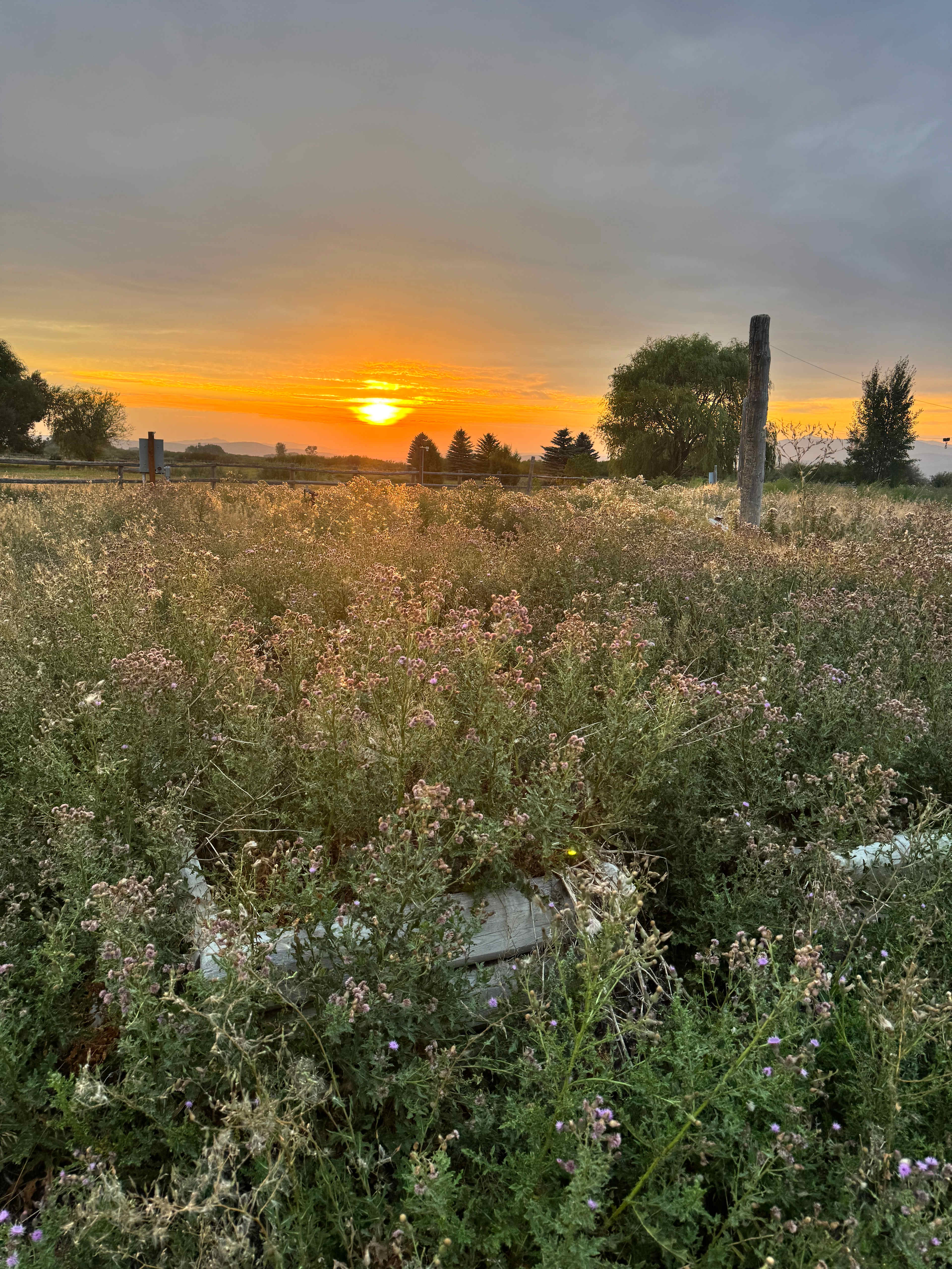Kraay's Market & Garden