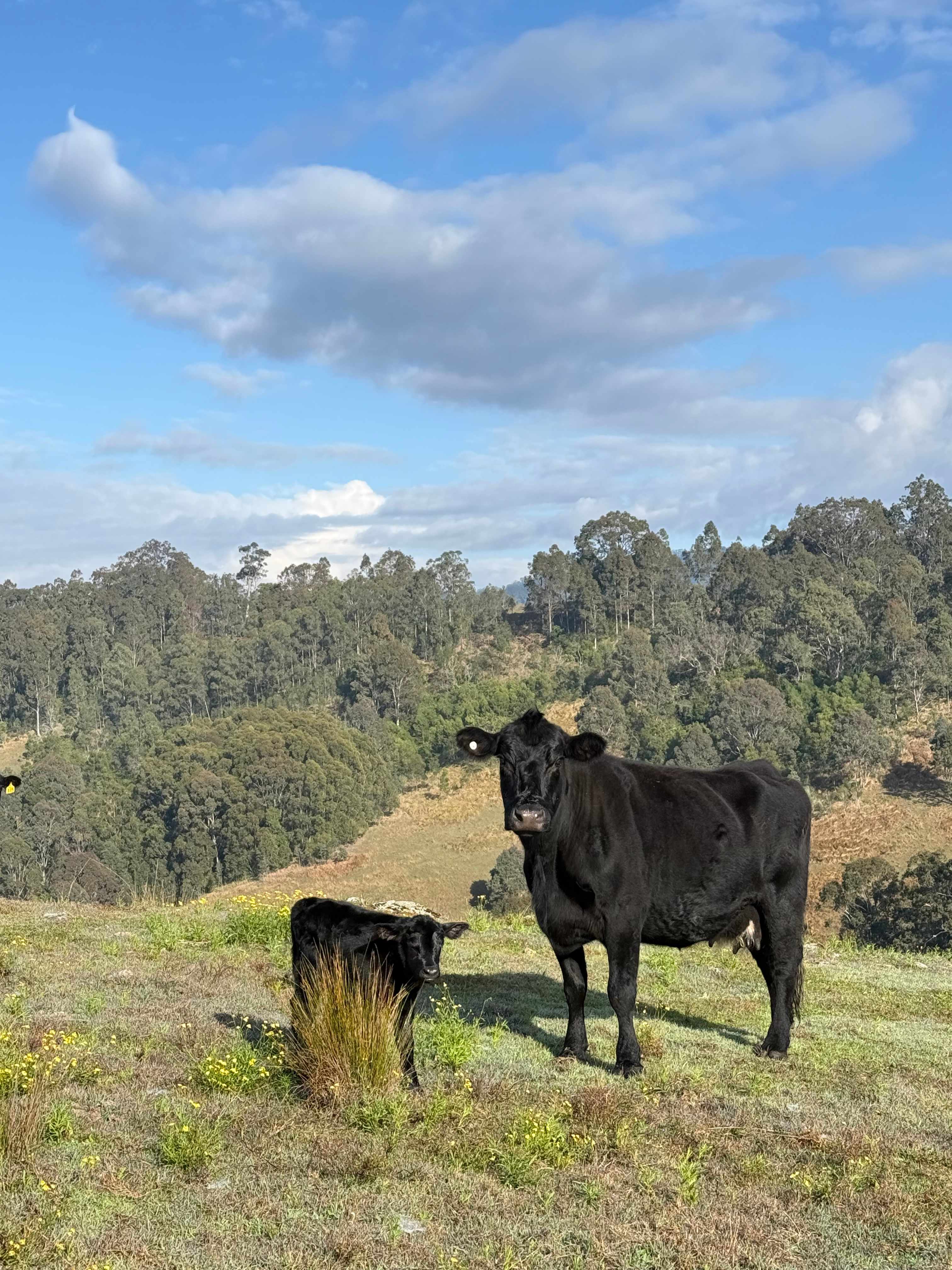 Cedar Valley Farm