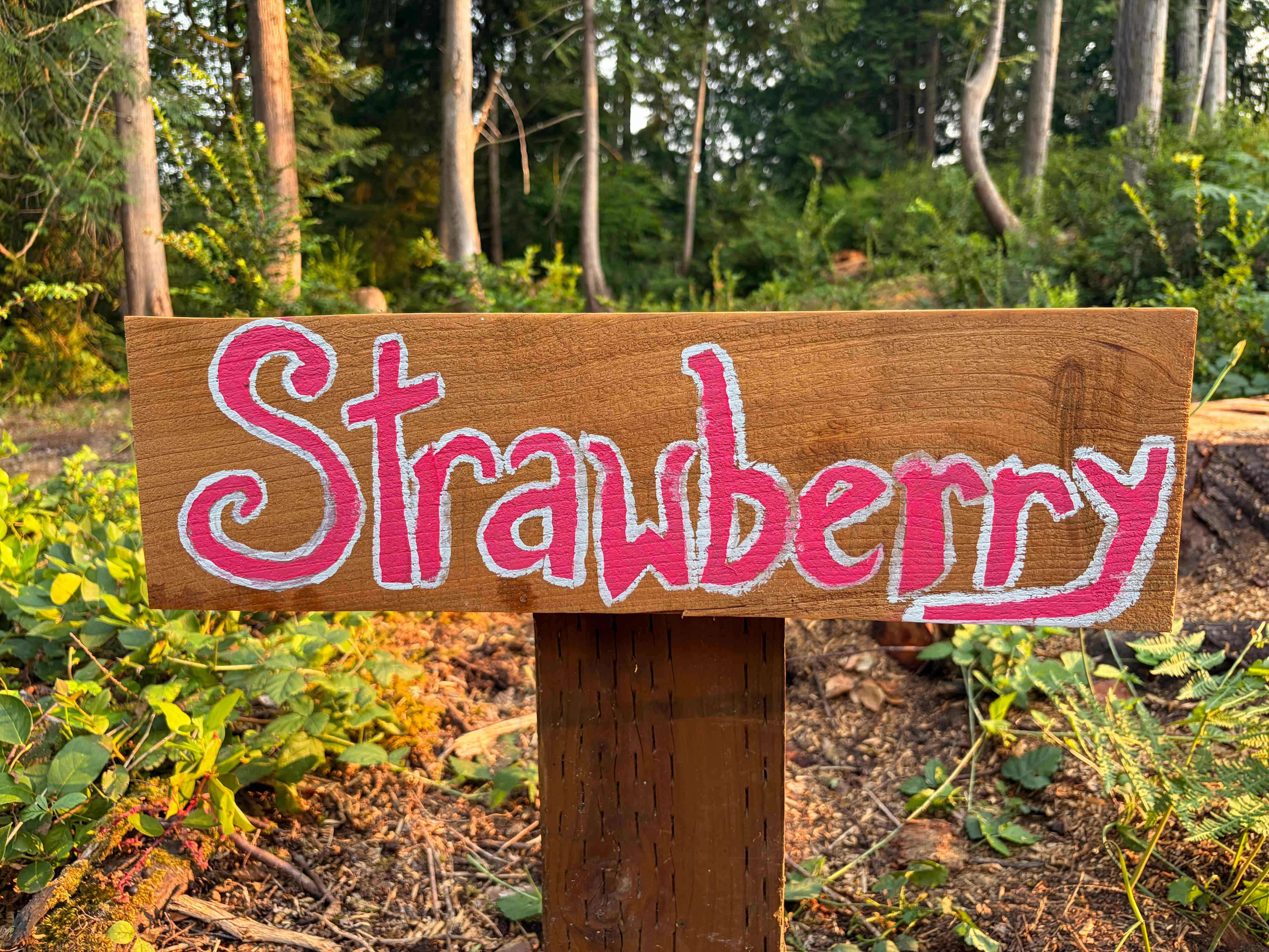 Cedar & Strawberry Sauna & Spa