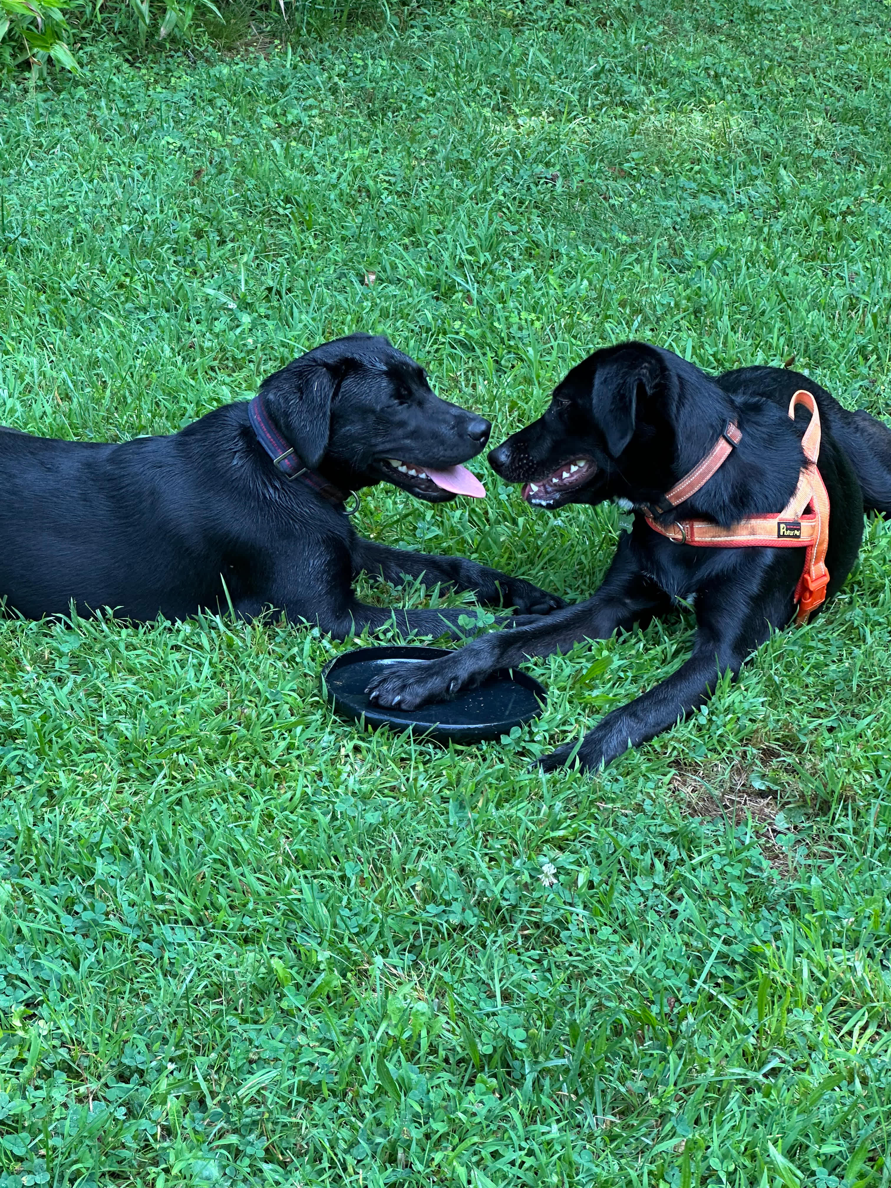 Griffin the hosts female lab, was a sweet pal for our male lab