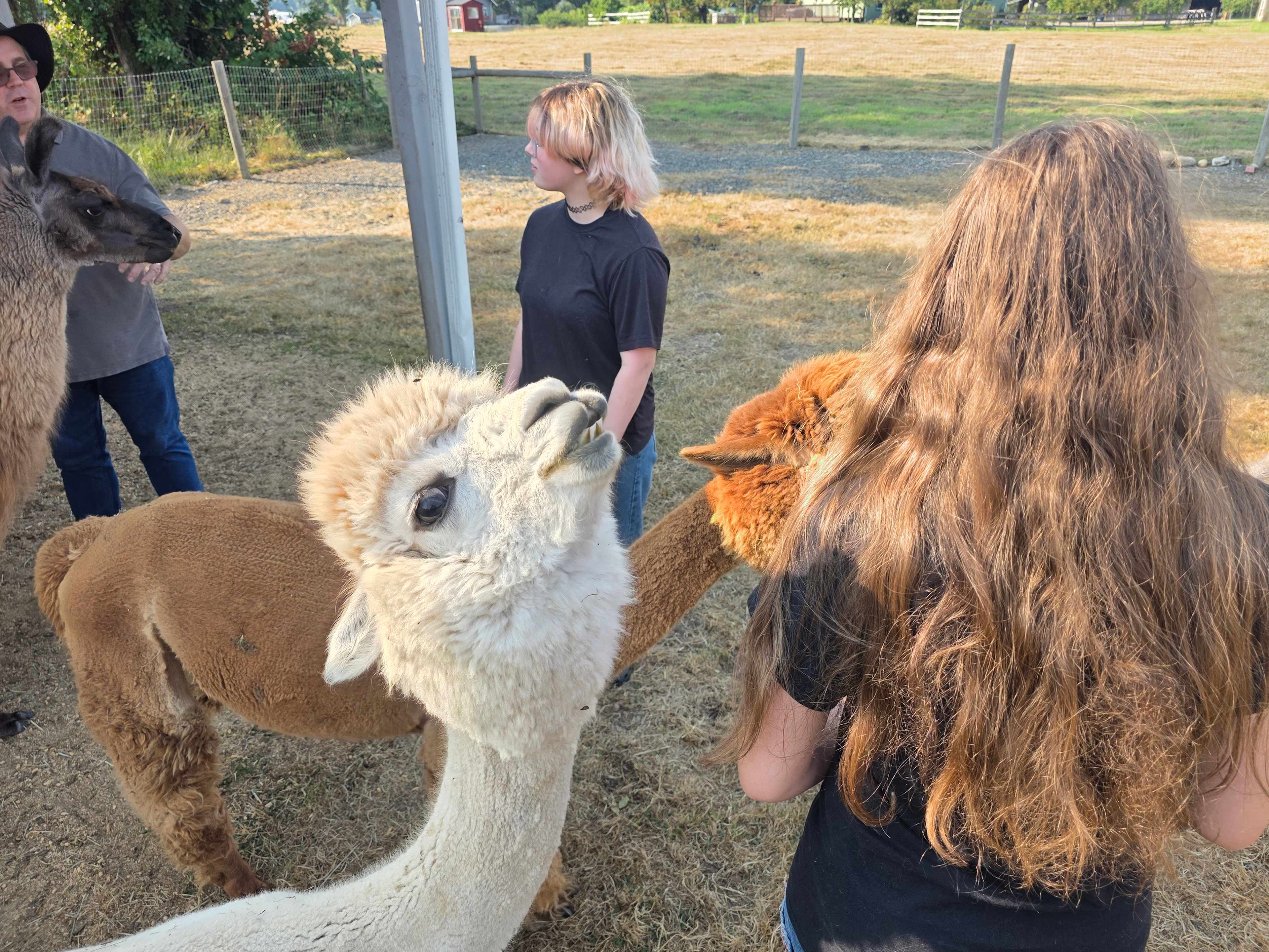 Green Apple Alpacas