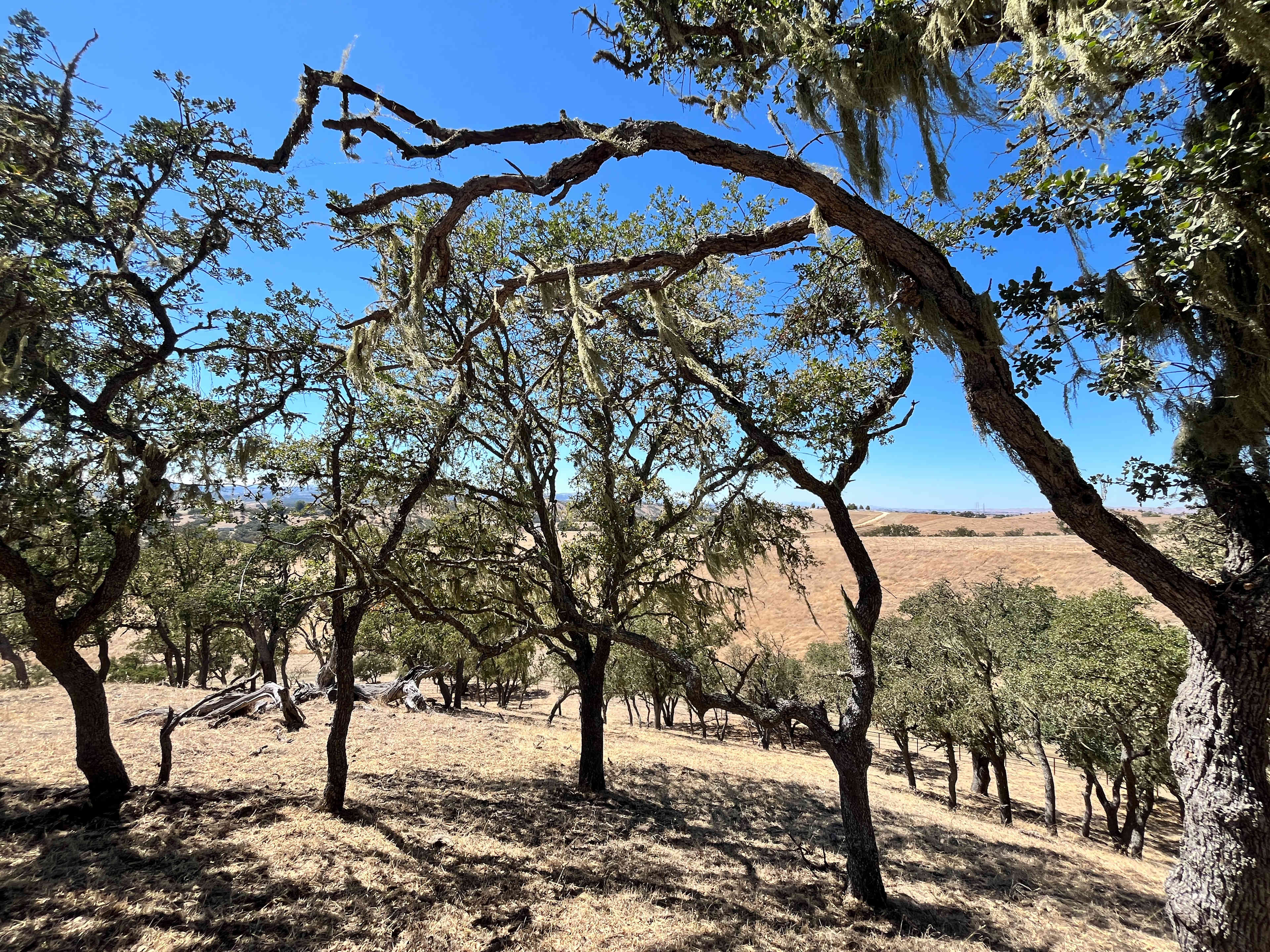 Twisted Branch