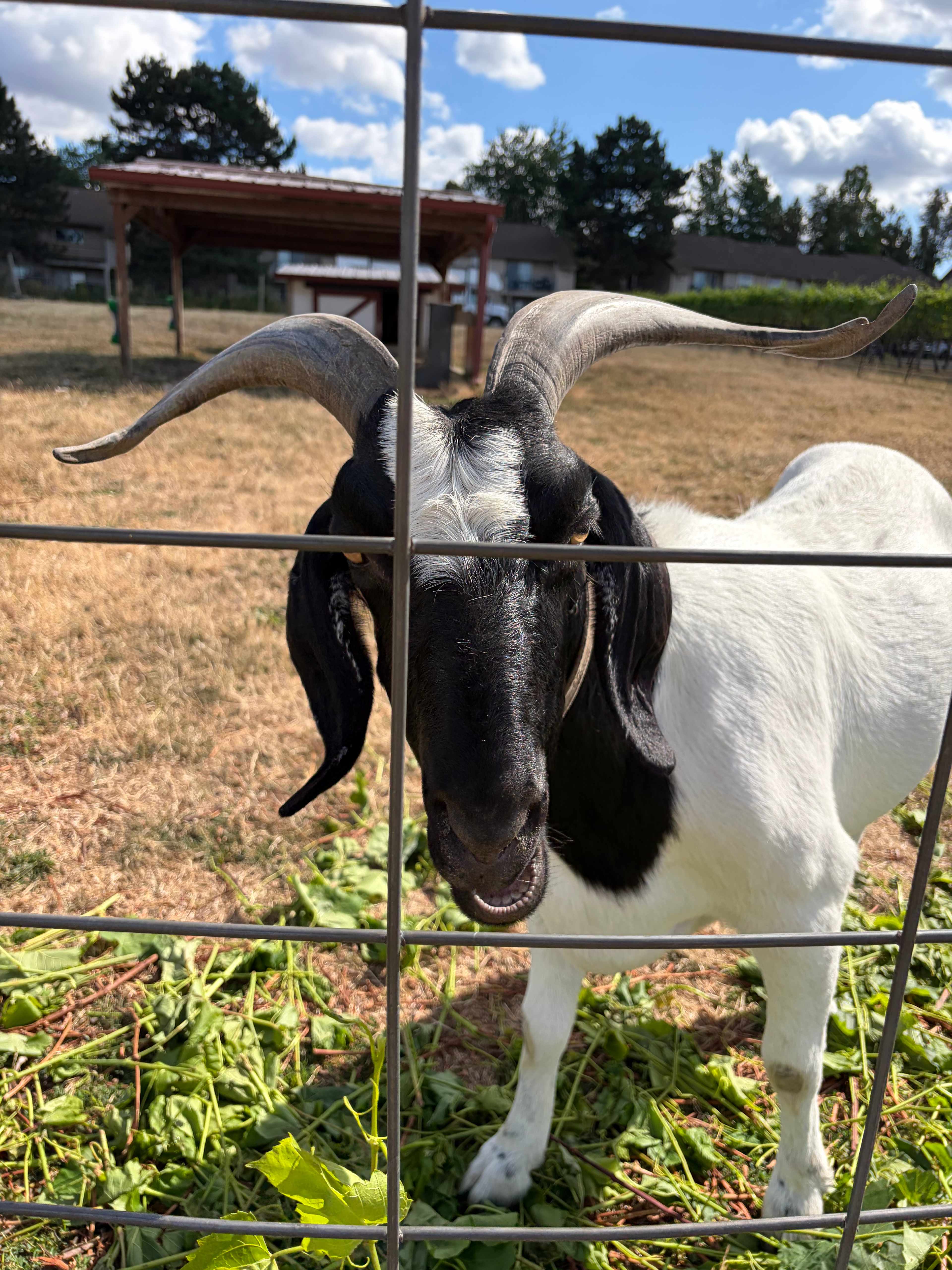 Your Farm in the City