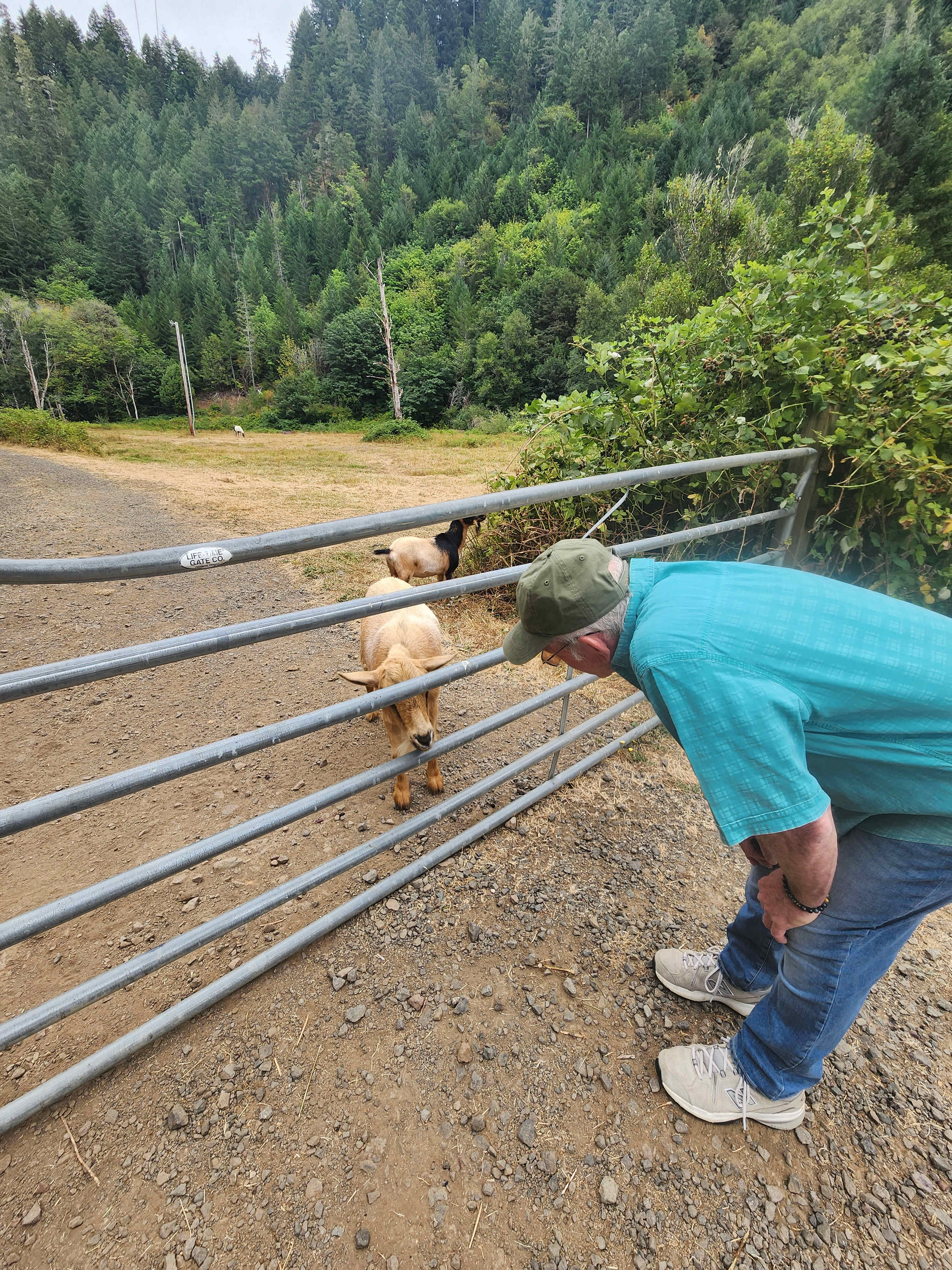 My husband enjoying the goats