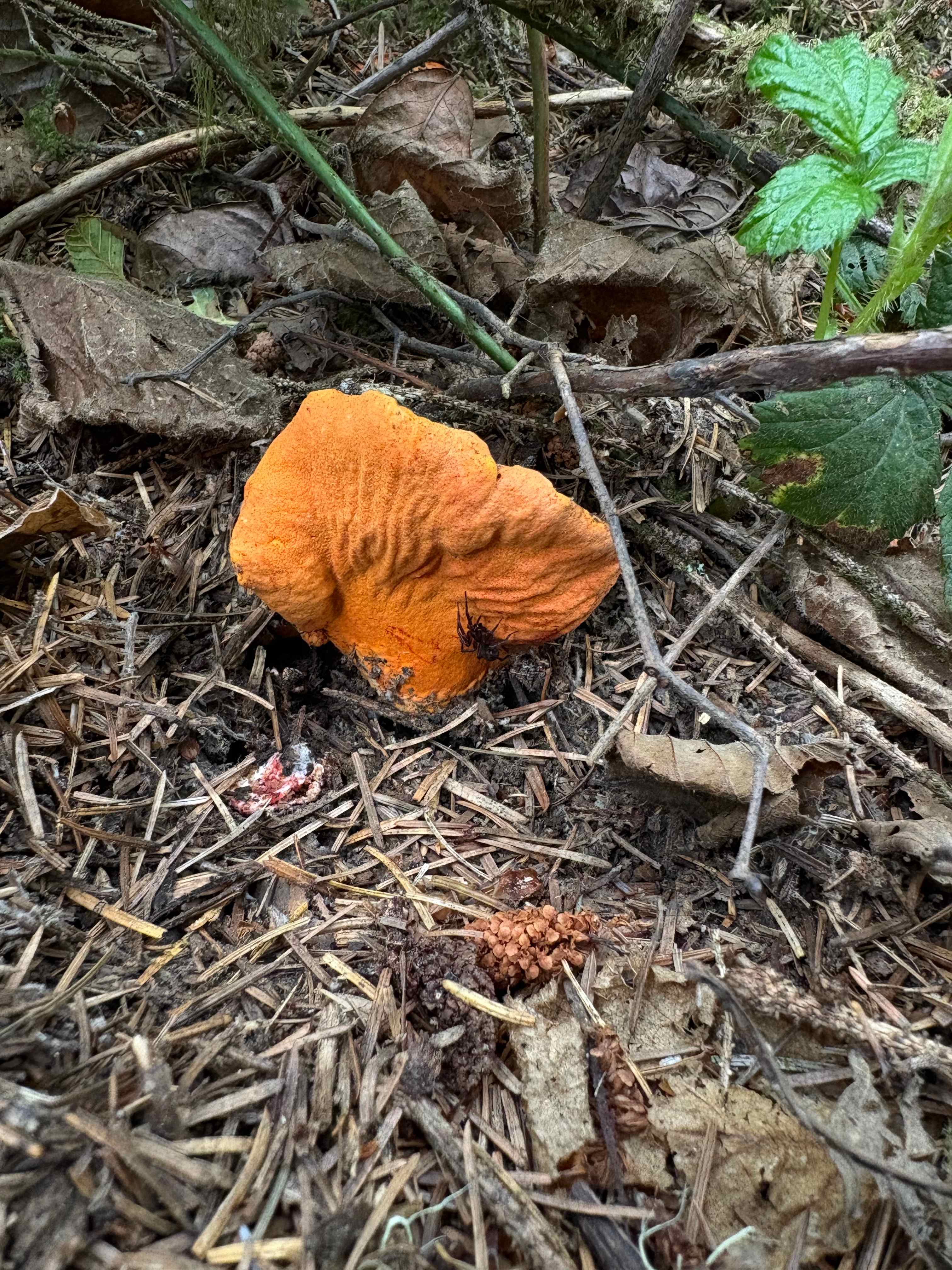 Mystic Forest Campground