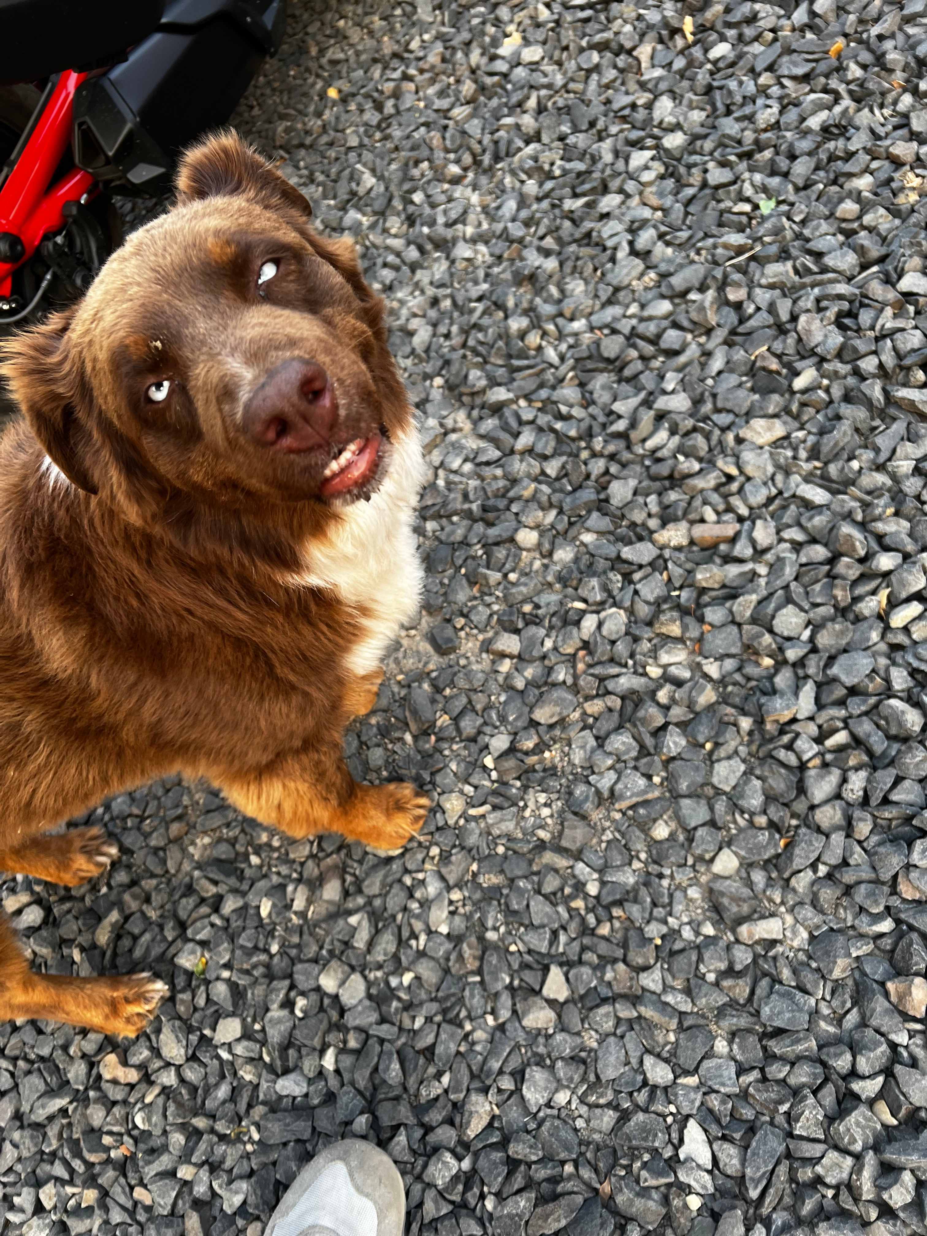 Friendly dogs