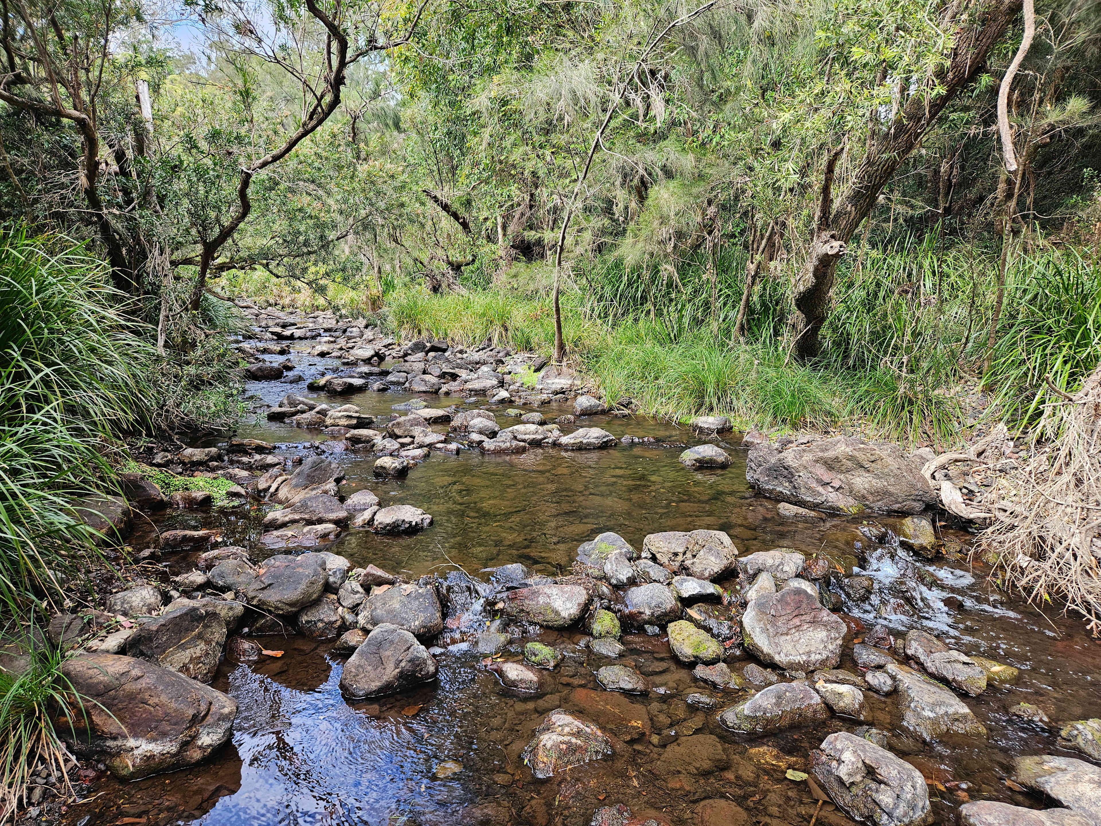 Bunya Grove