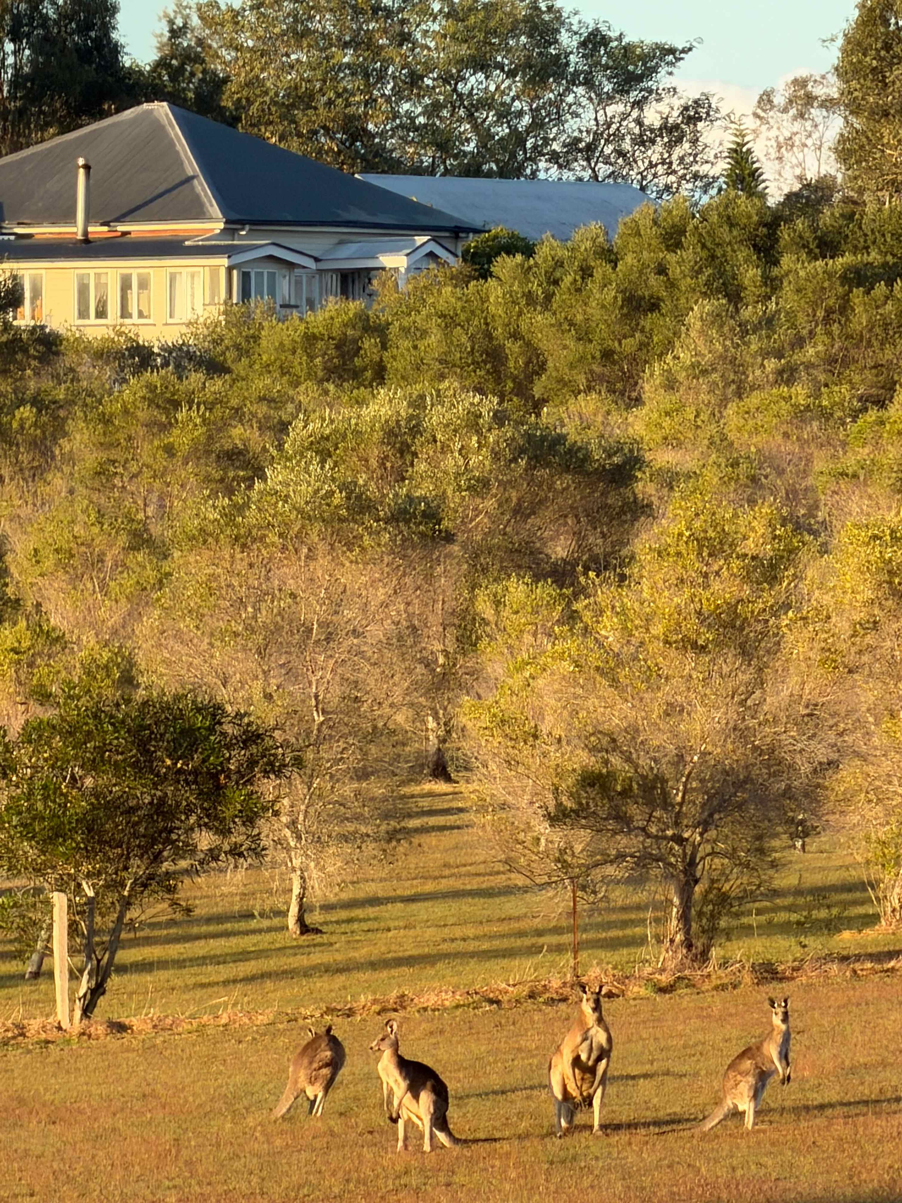 Olive View Estate - Stunning Views!