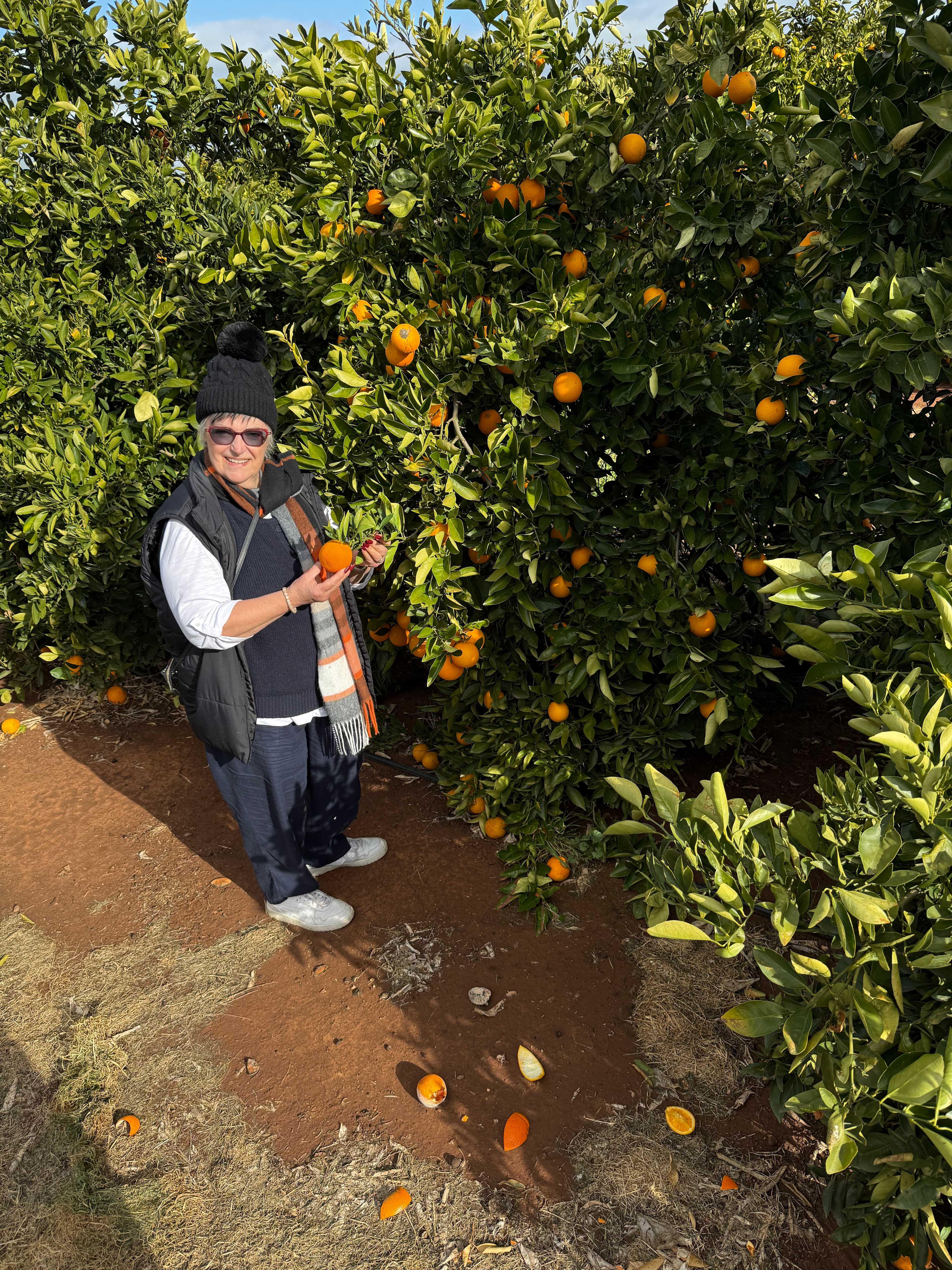 Beautiful orange groves