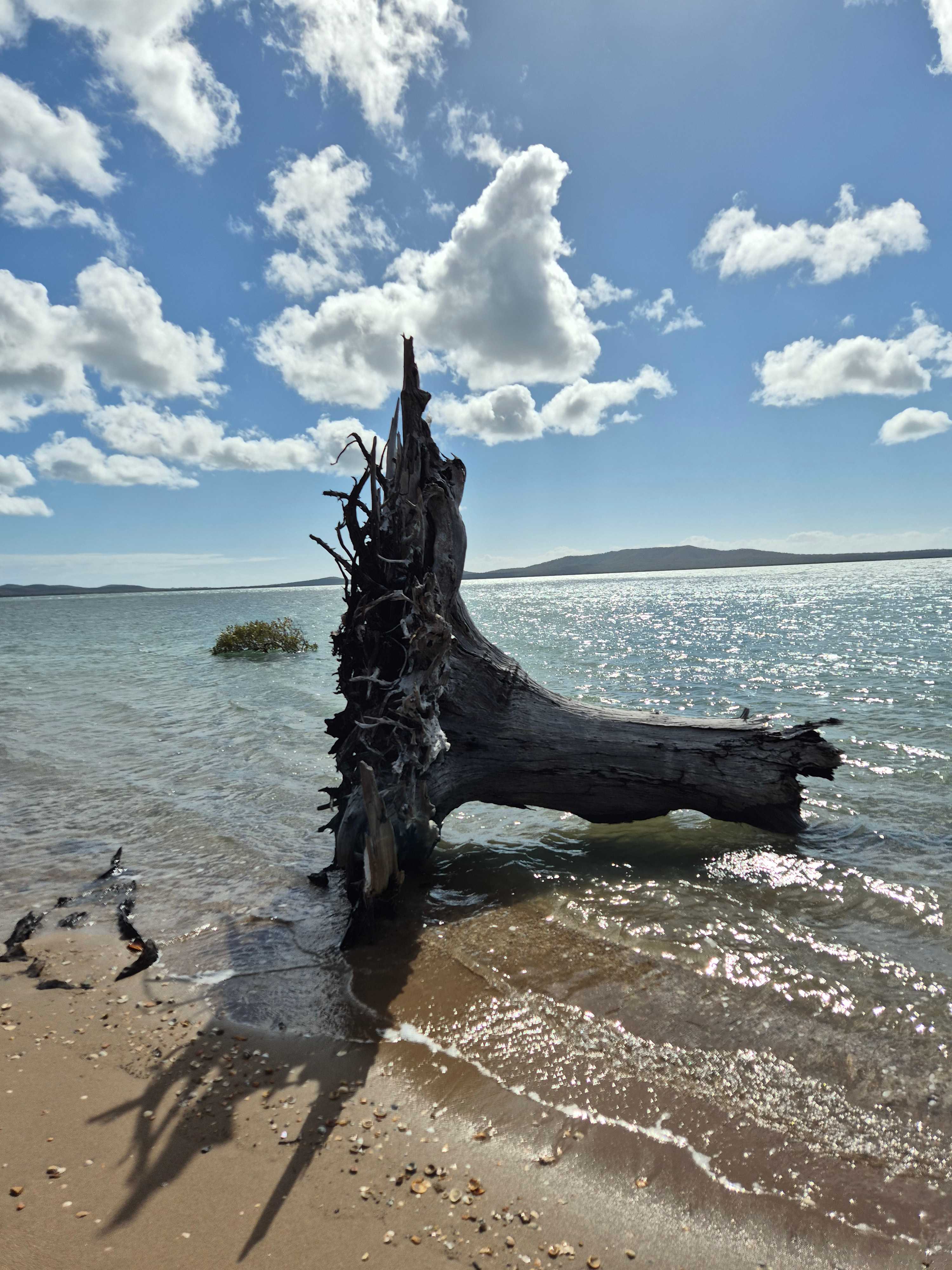 Muddy Bucks on the Bay
