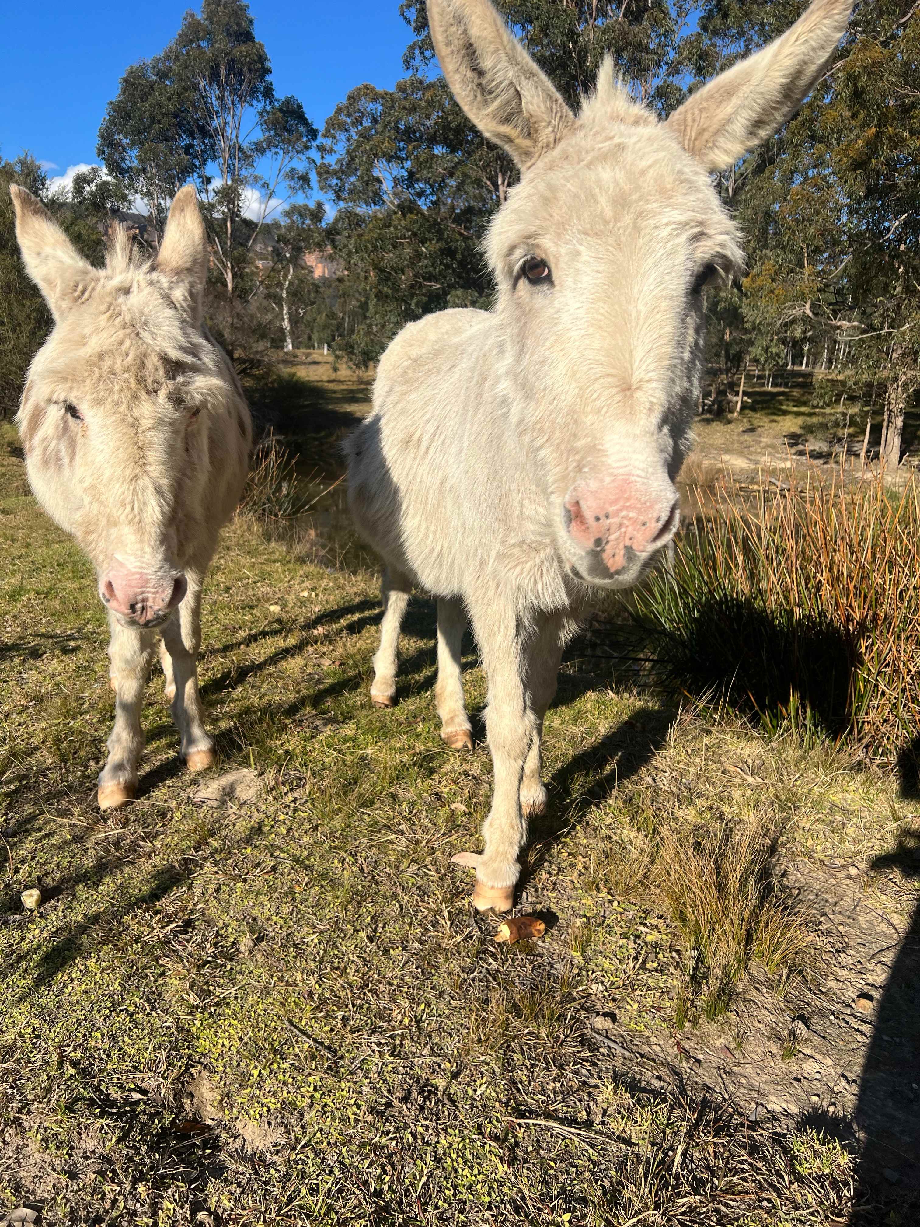 Megalong Valley Farm