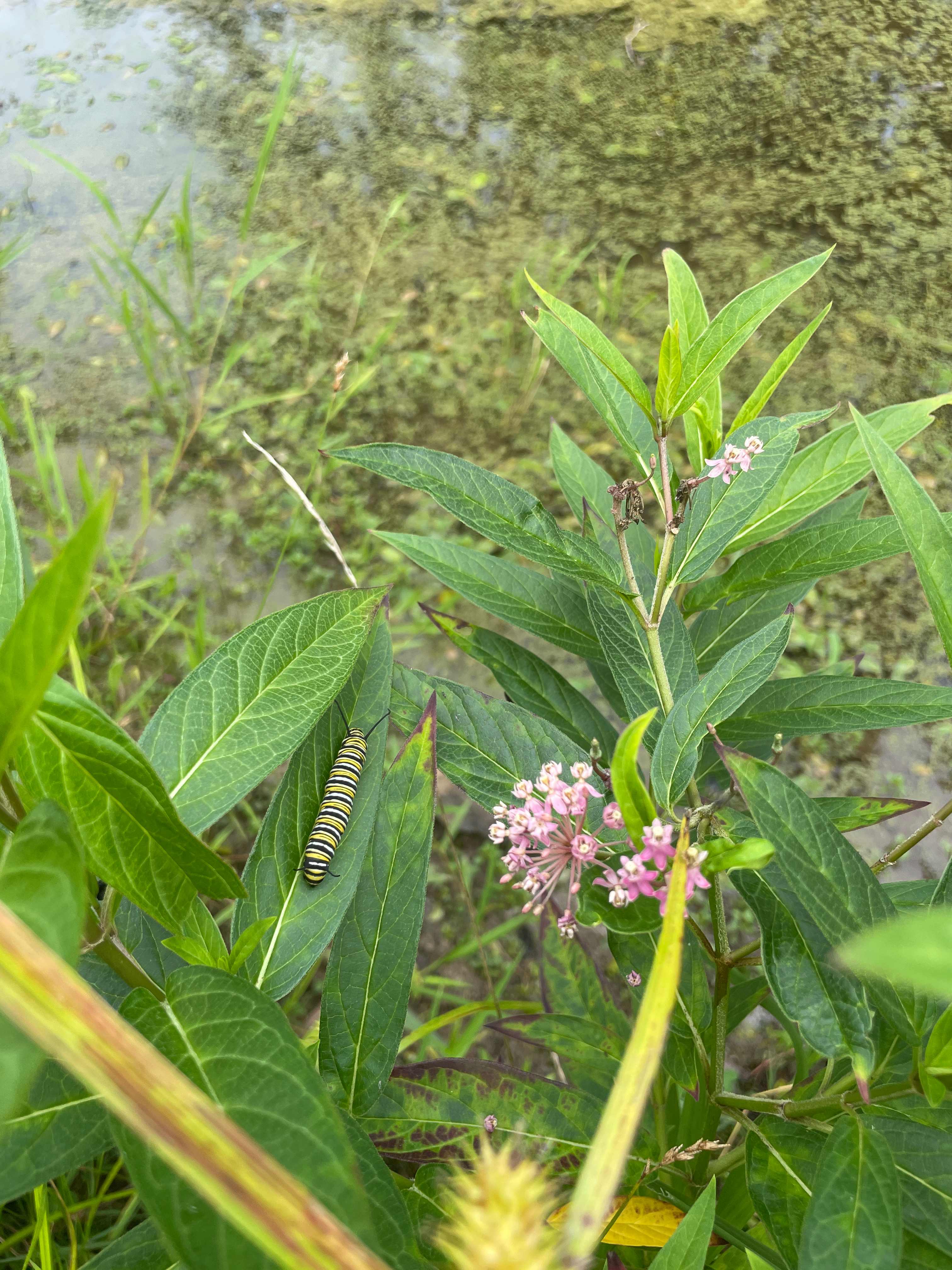 Monarch caterpillars on swamp milkweed 