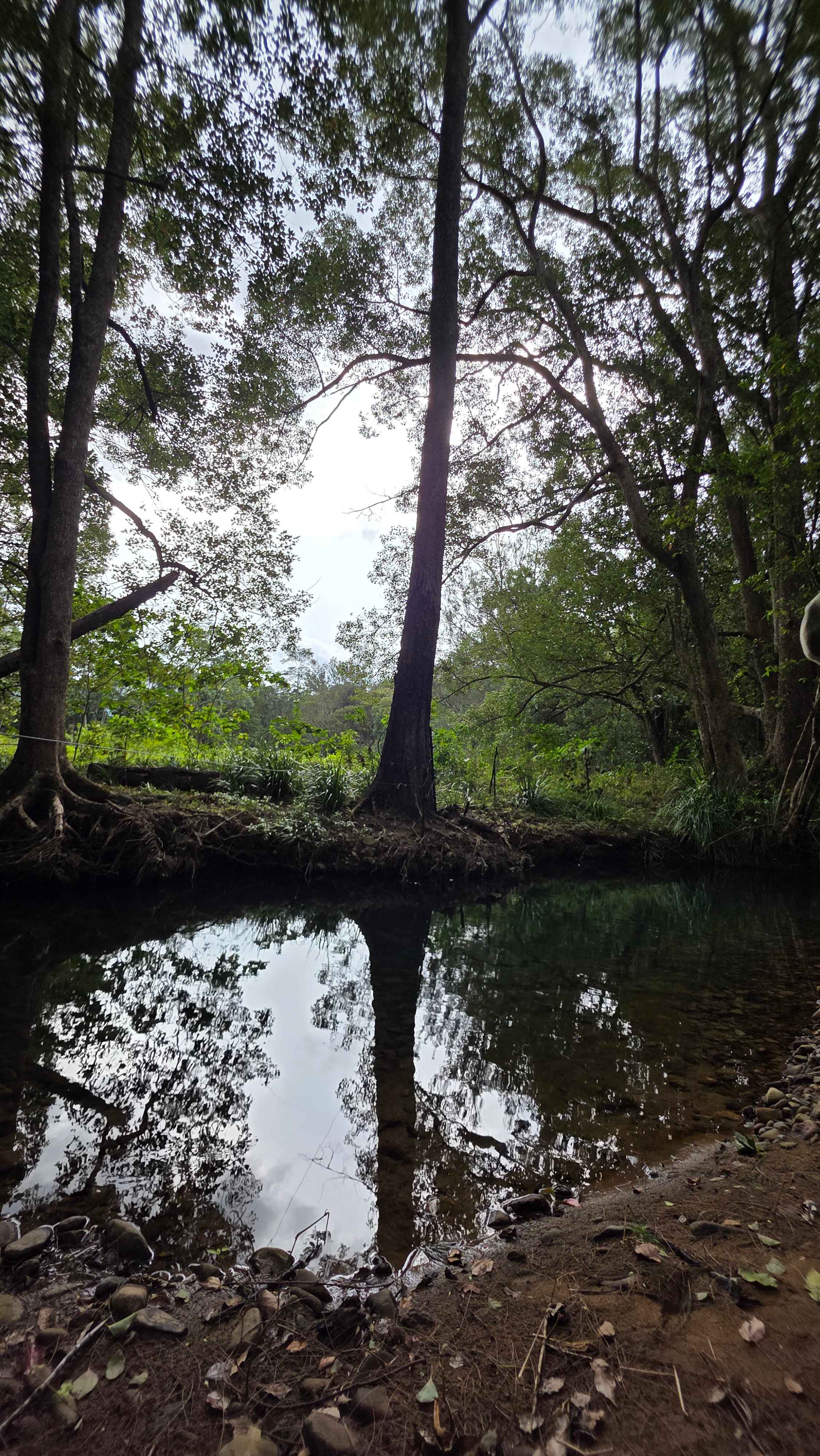Crystal Creek Springs