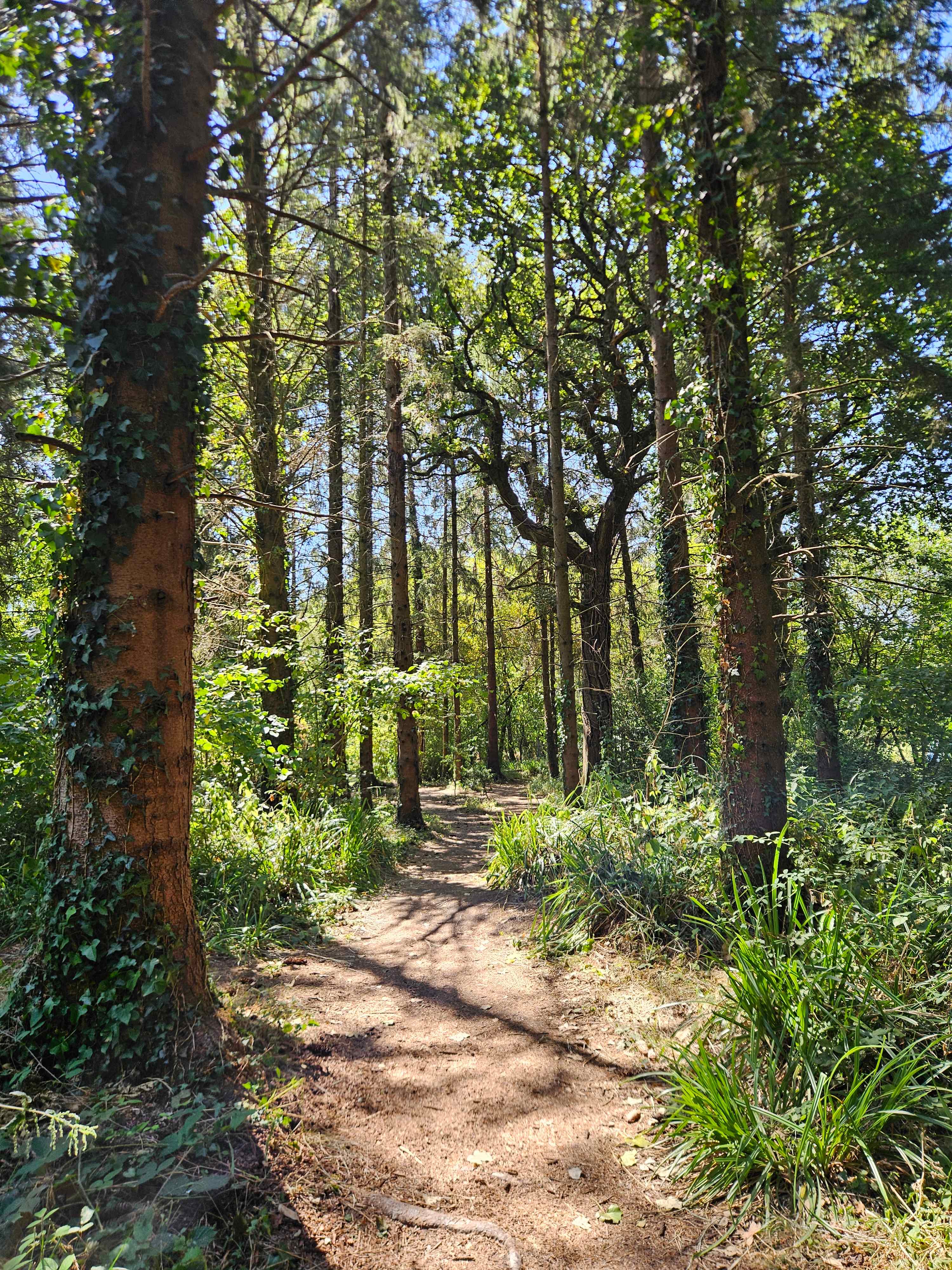 Bridgewood Camping - Woodland camps