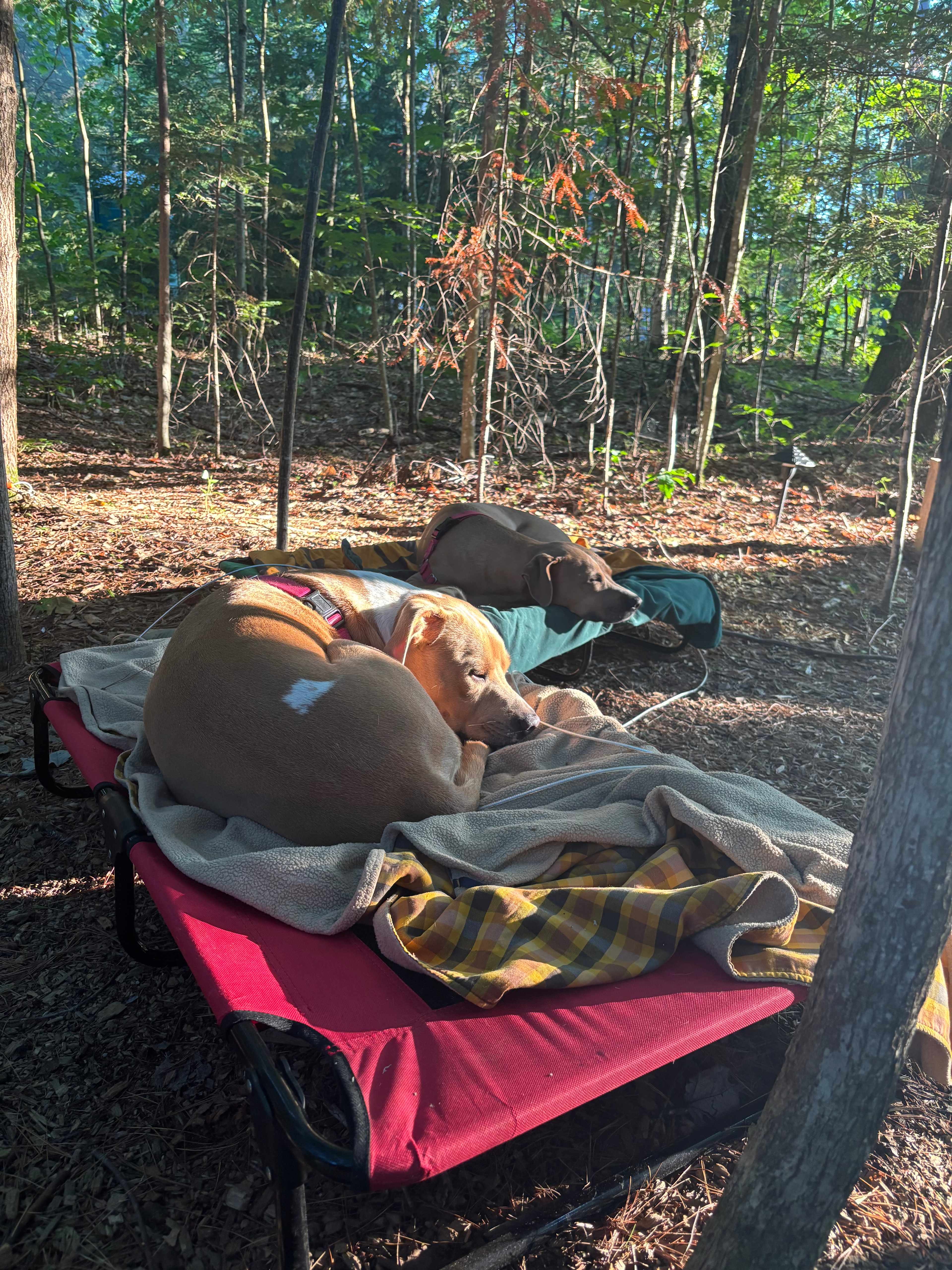 Dogs enjoying the spot.