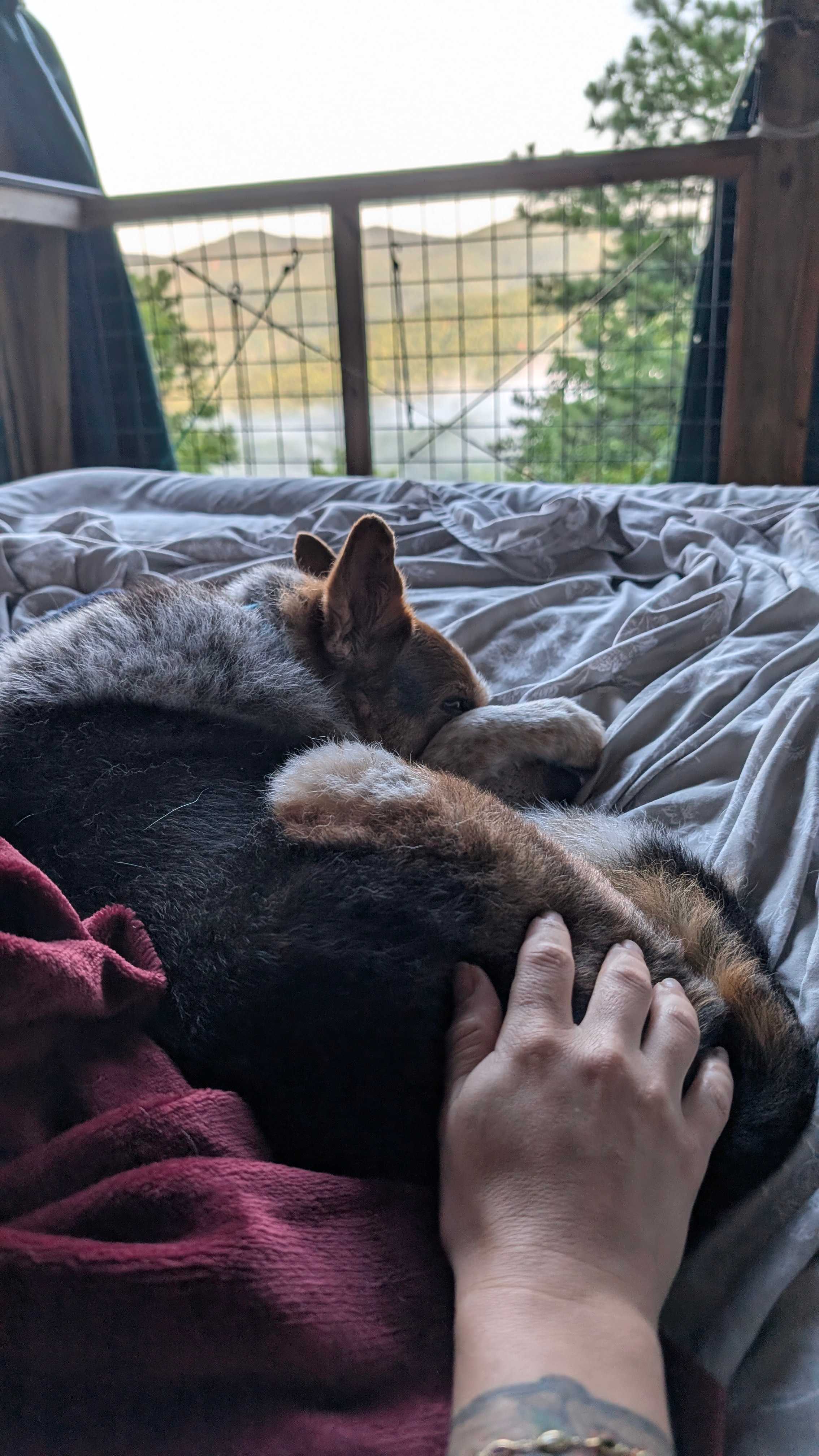 A tired dog is a good dog