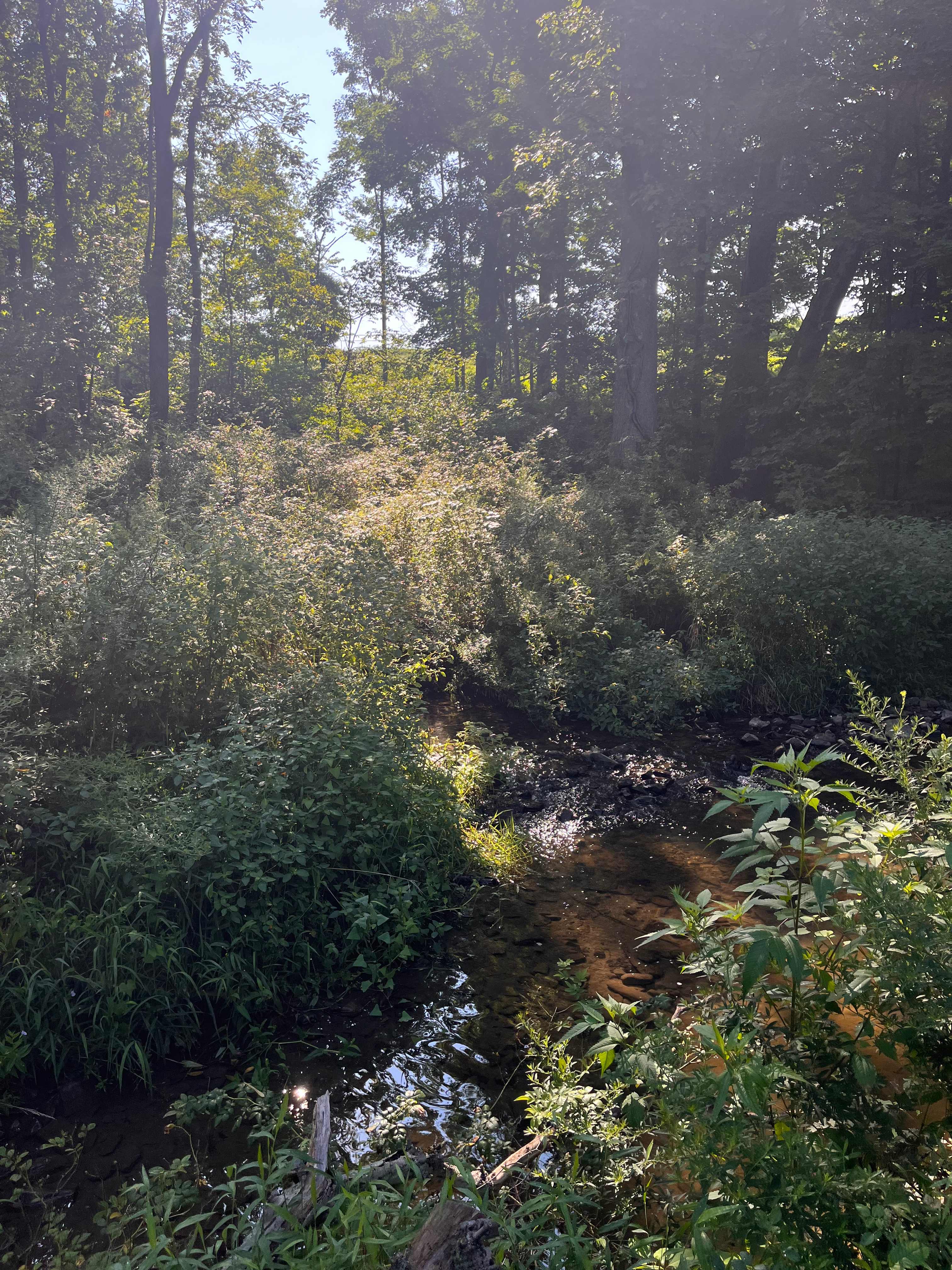 Beautiful creek