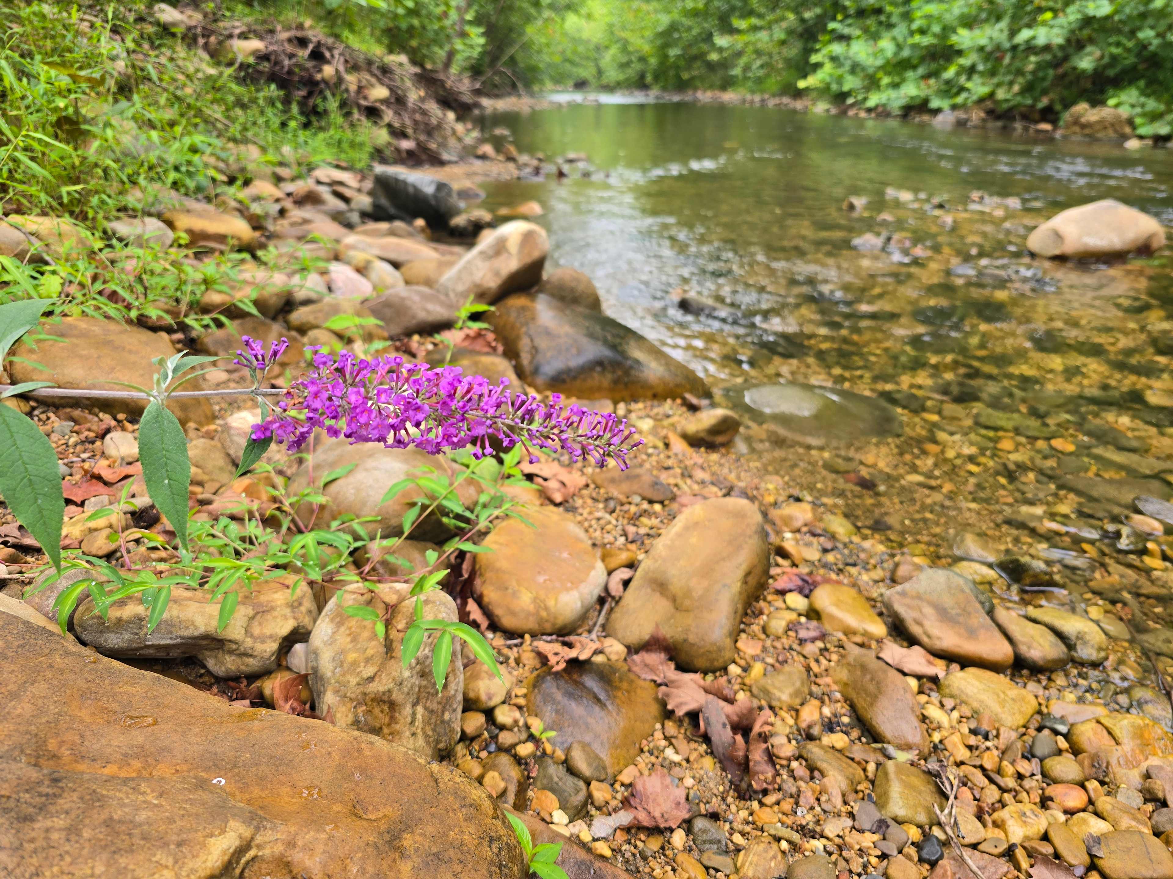 Swedish Lilac Campground & Events