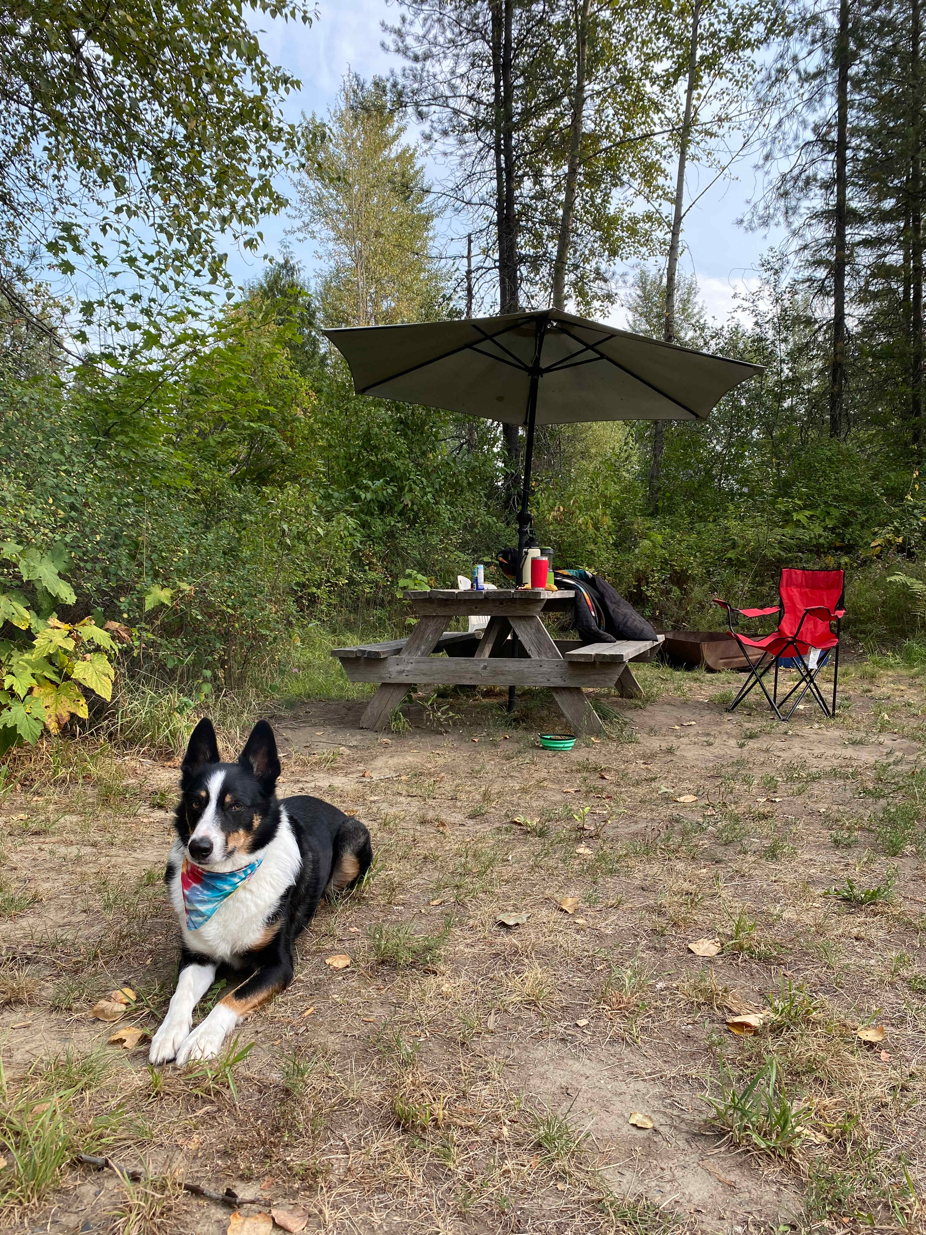 Jax, the adventure dog
