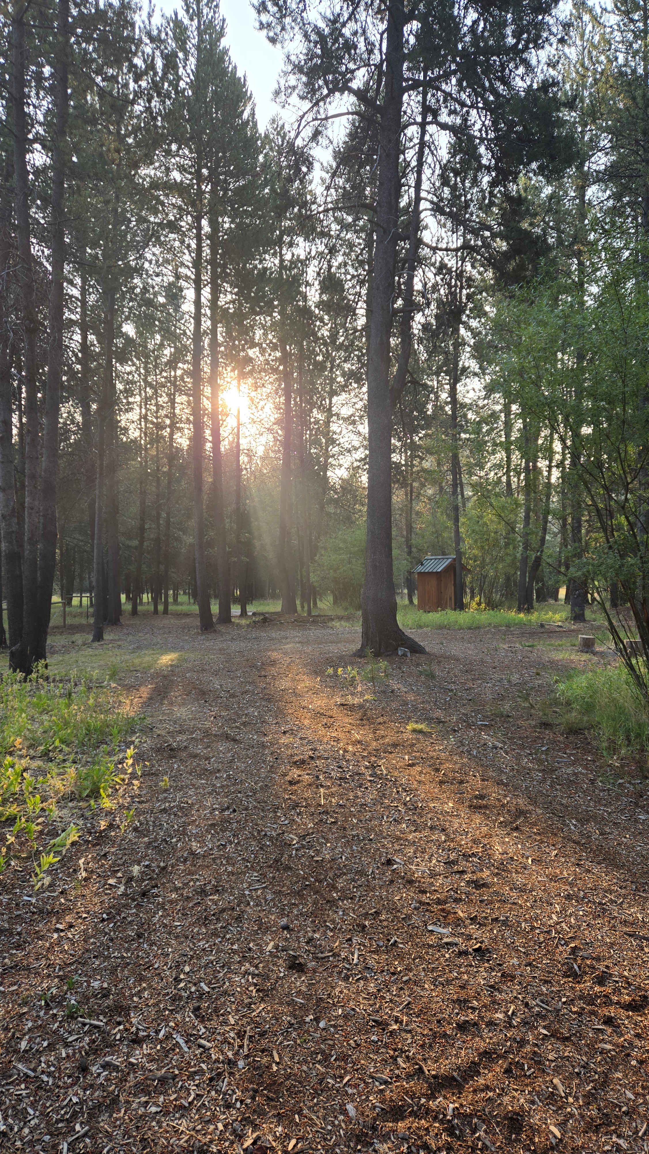 Moonrise Meadow Willow Camp