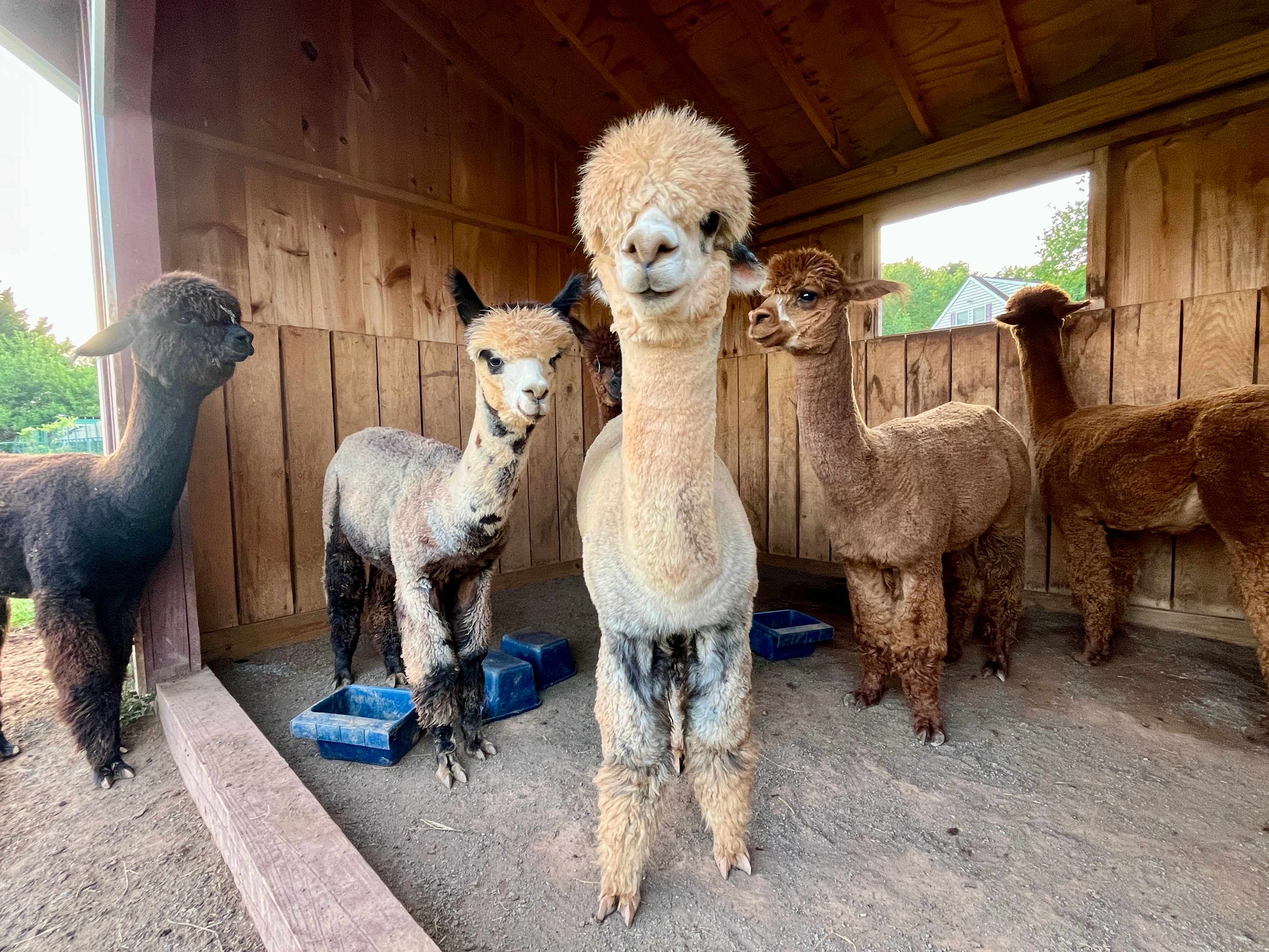 Alpaca acres