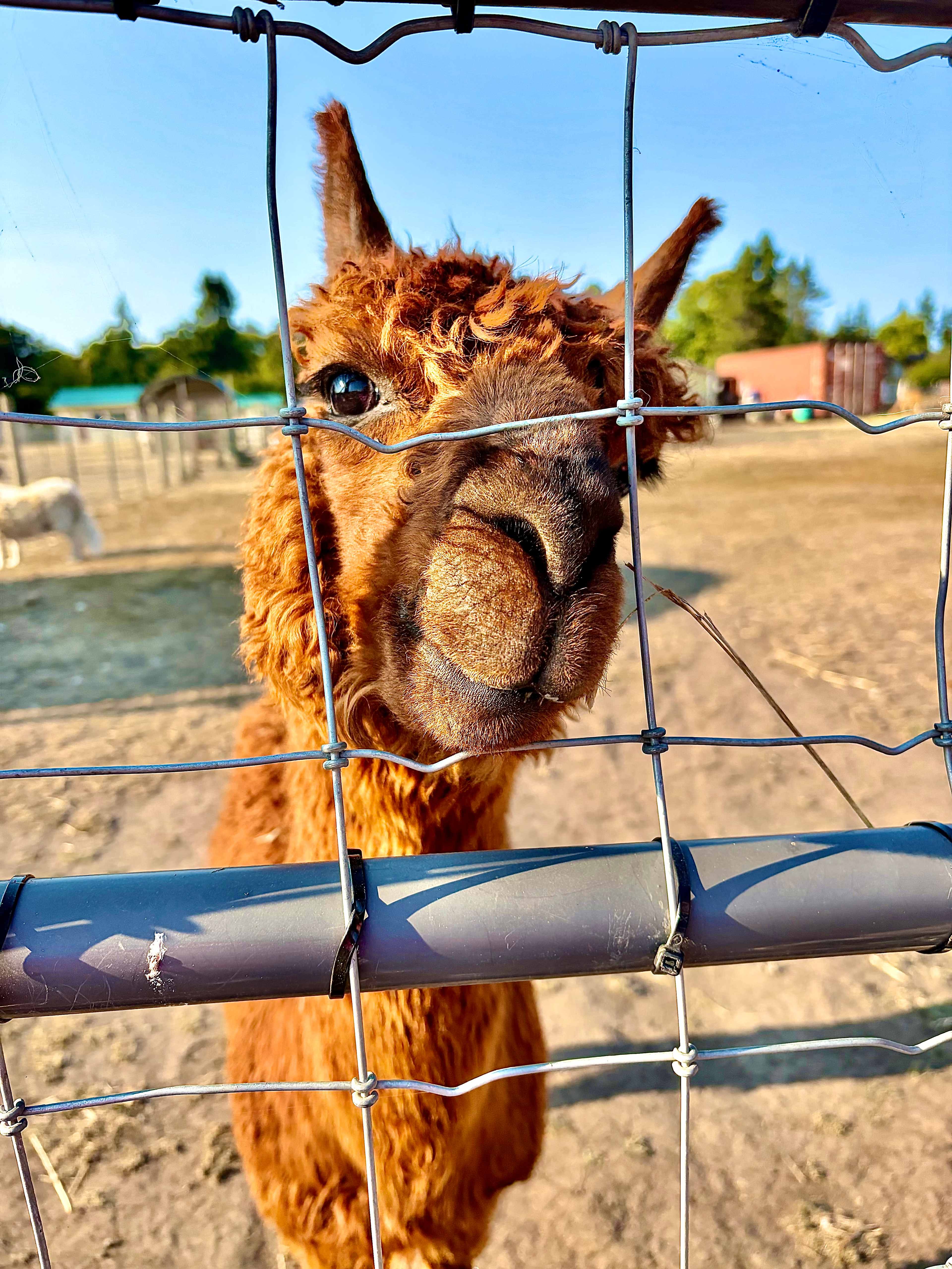 Run w/ Alpacas Farm Stay Port Angeles