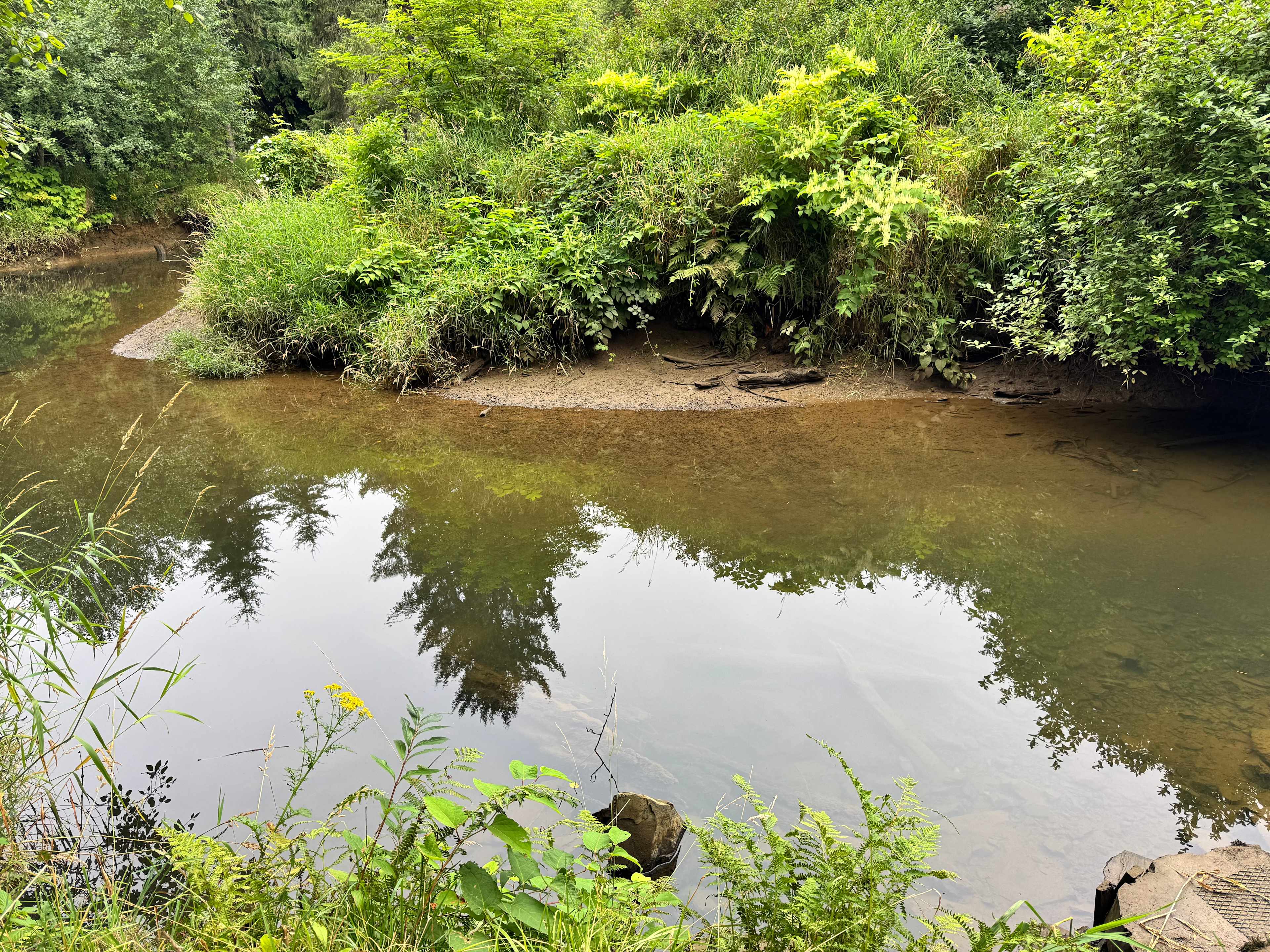 Williams Park campground
