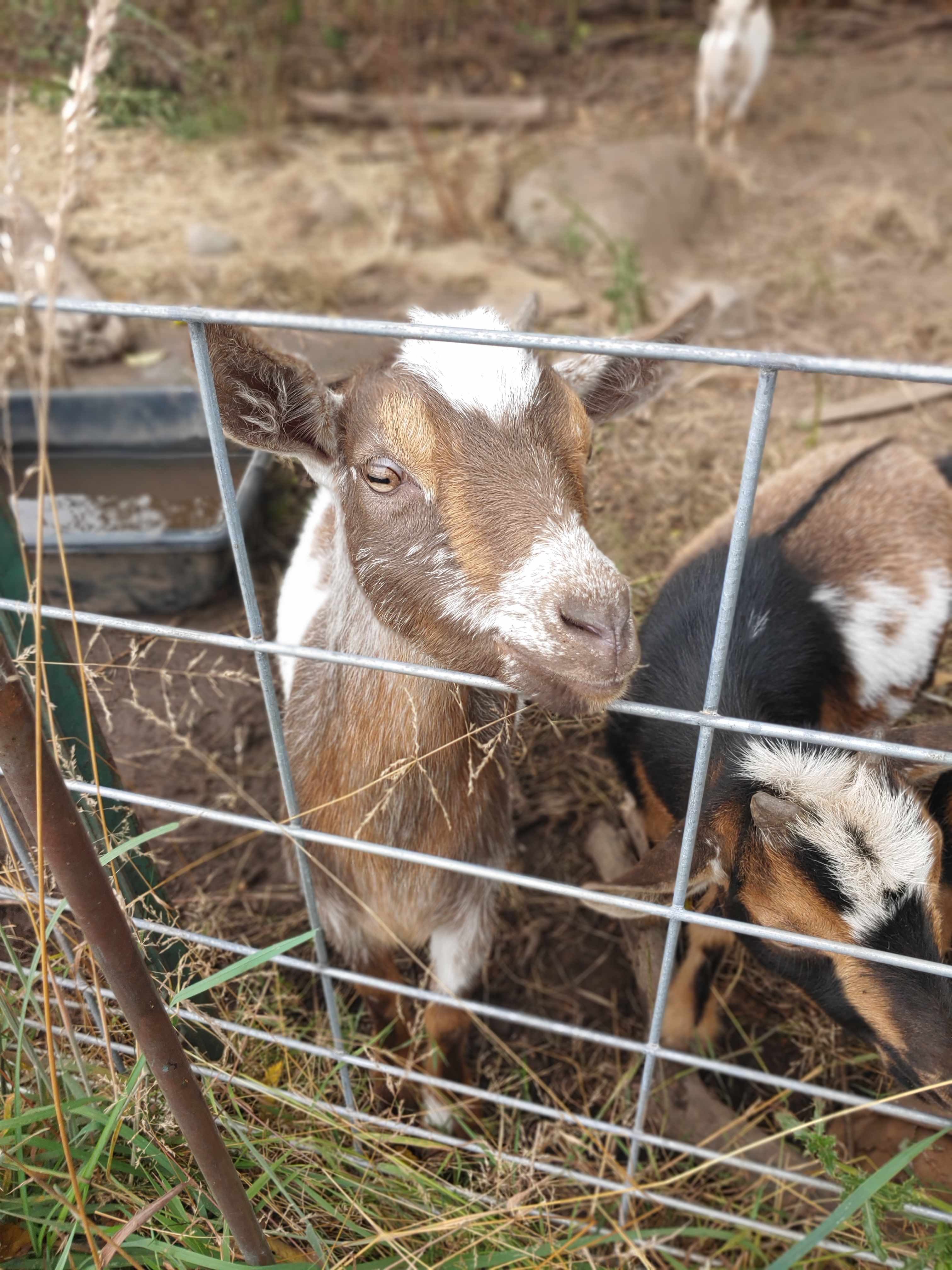 Whidbey Highland Farm