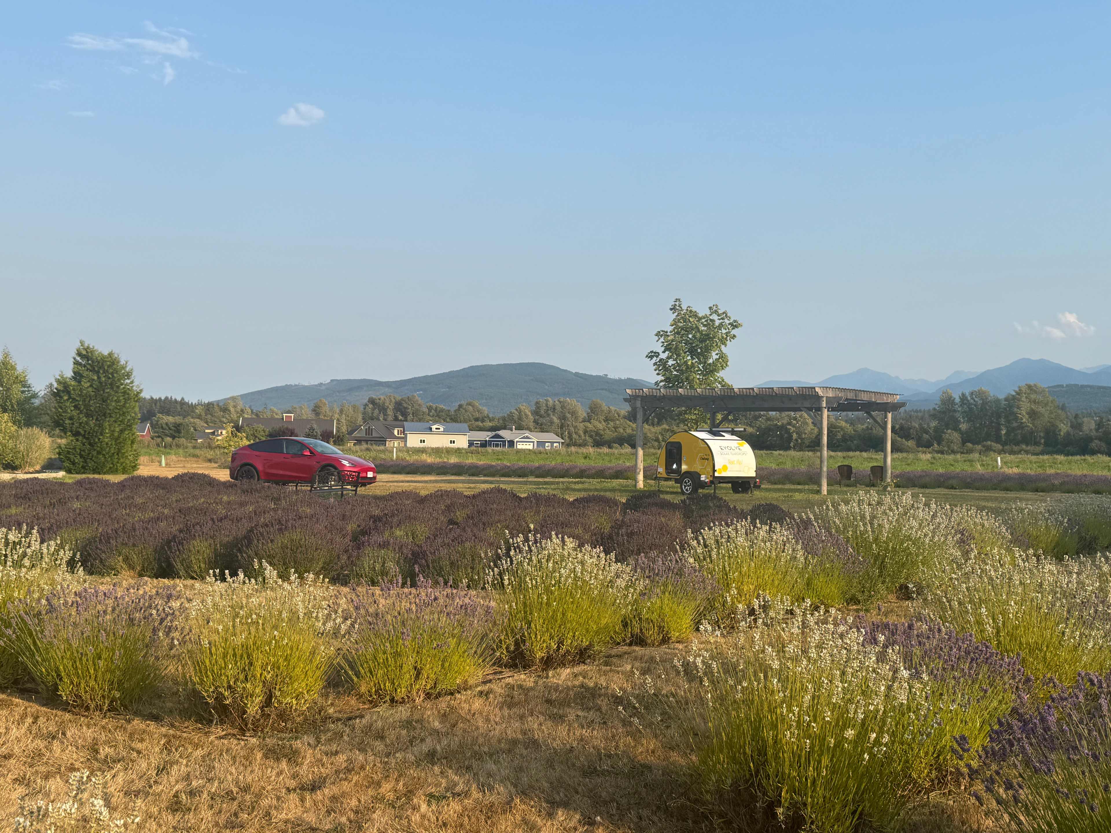 Rain Shadow Lavender Farm