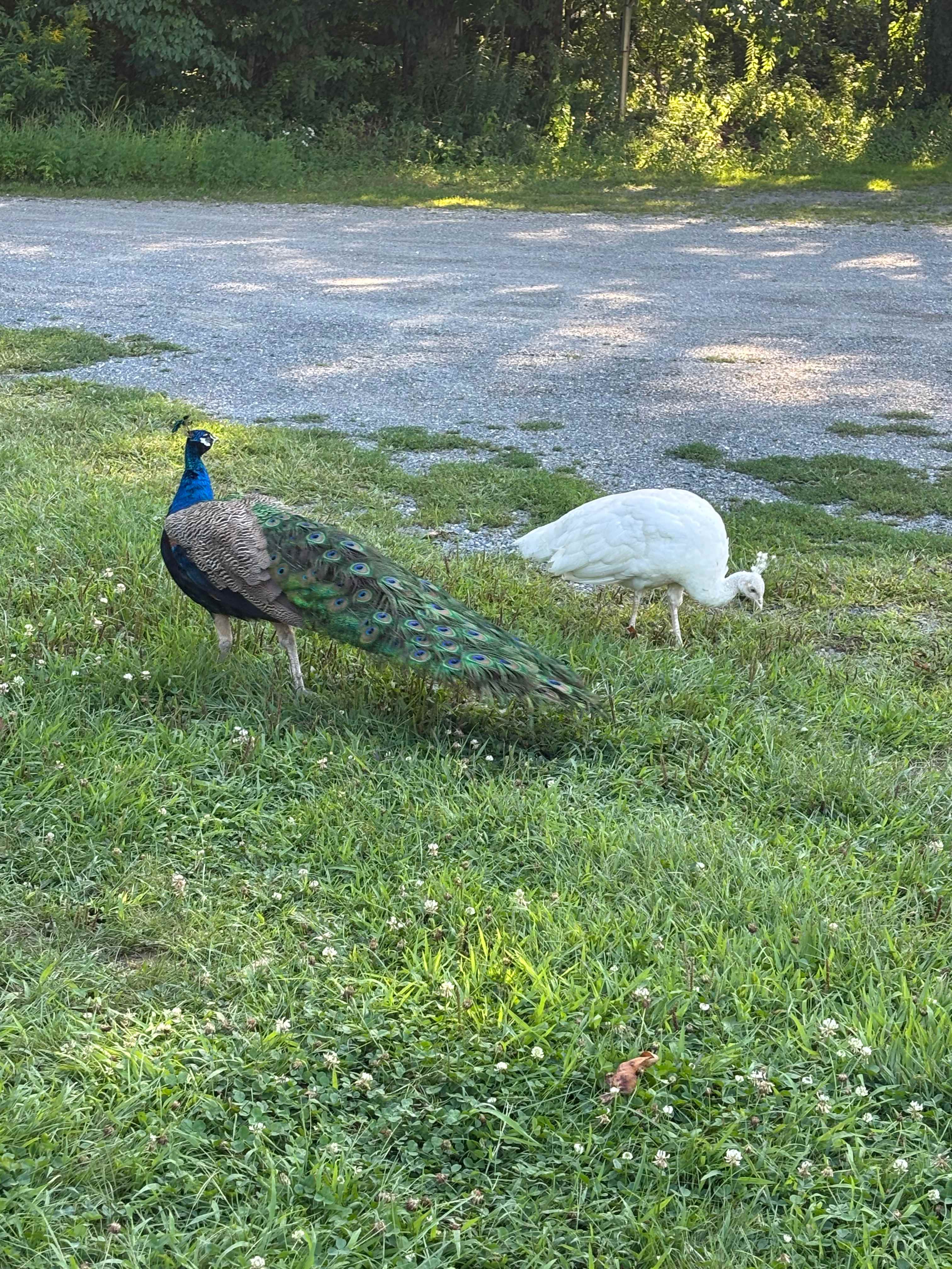 Green Pond Paradise