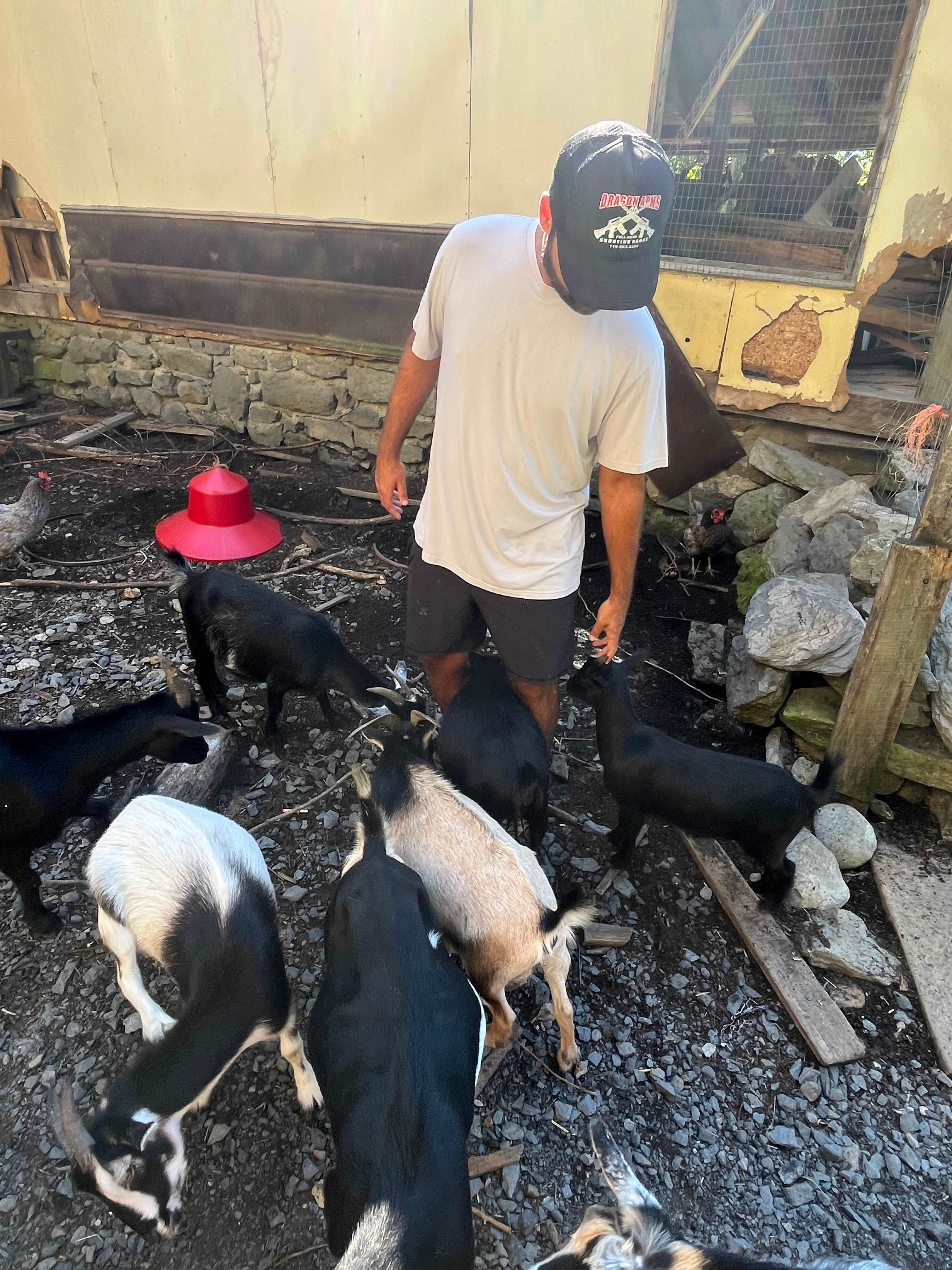 Goats!