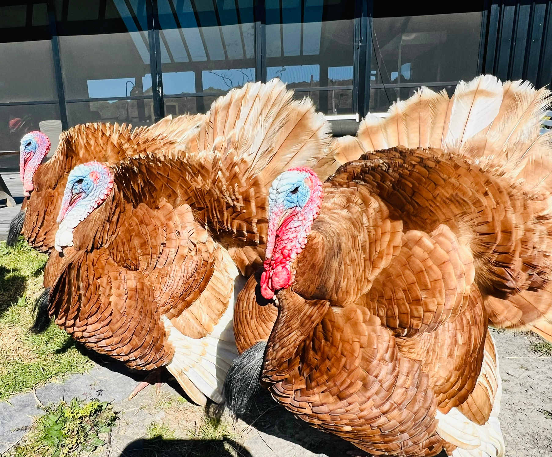Beautiful turkeys at the main home