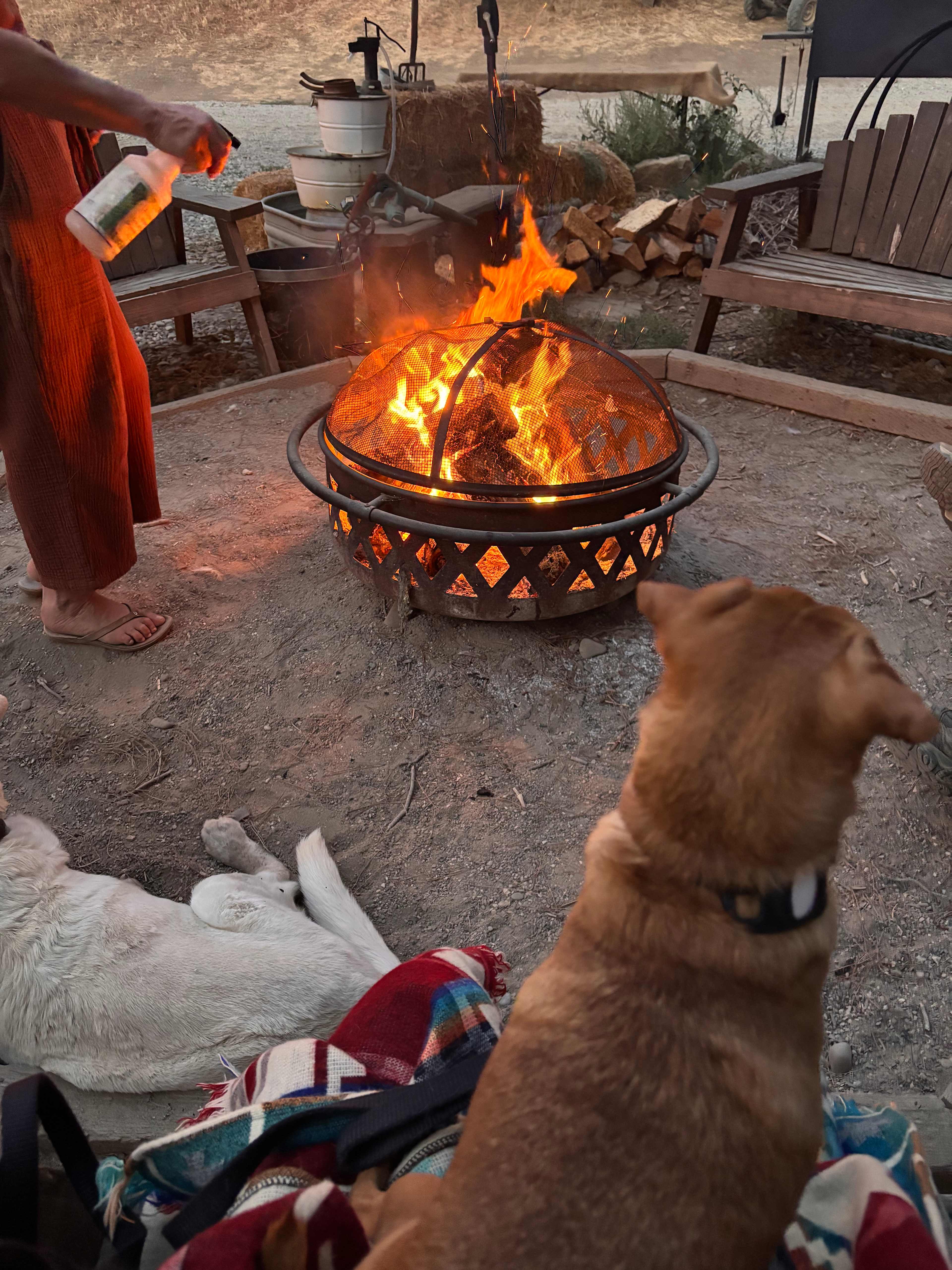 Freedog Farms @ Cactus Flower Ranch