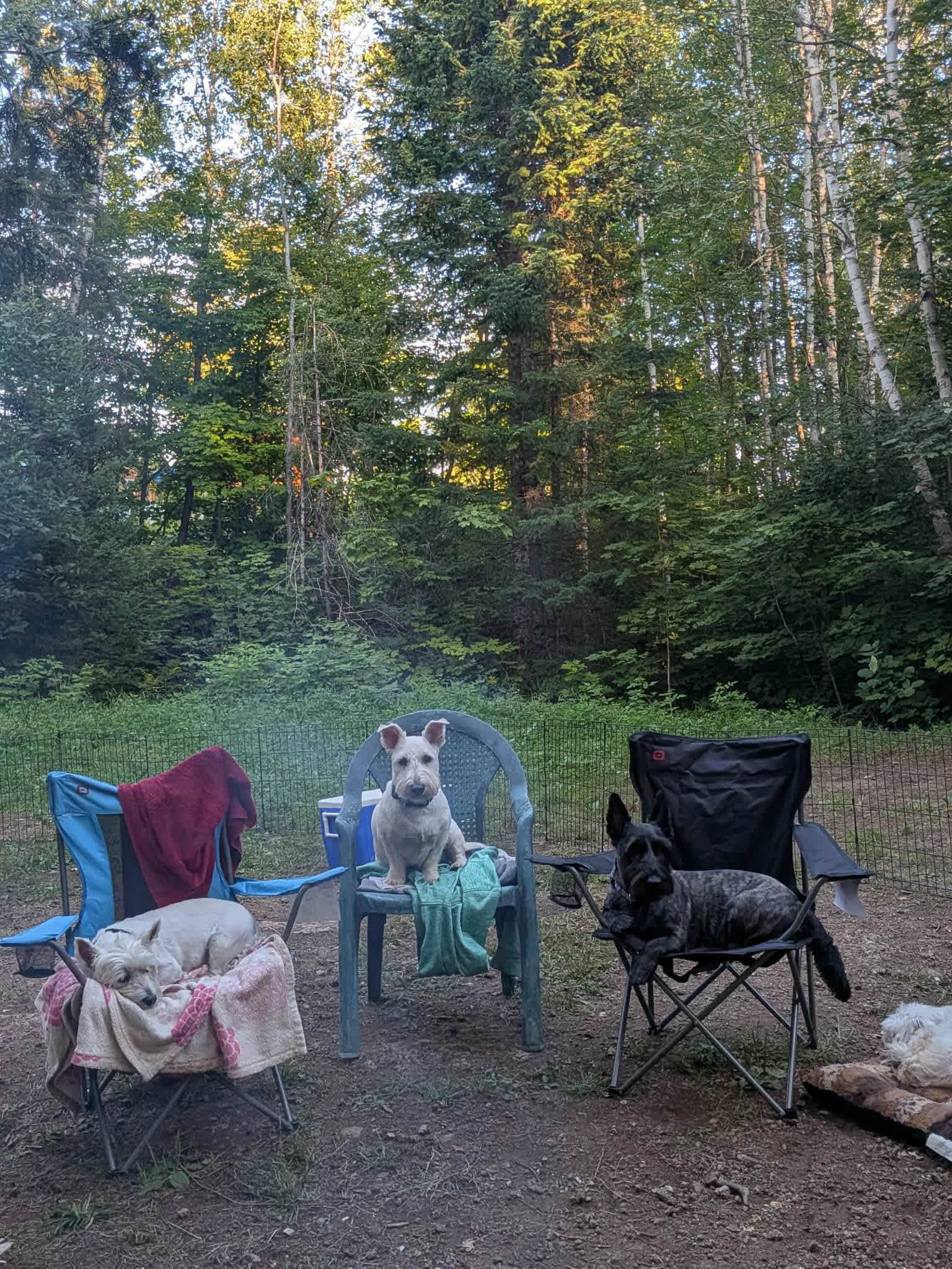 Pups Relaxing after a day of exploring and lots of sniffs