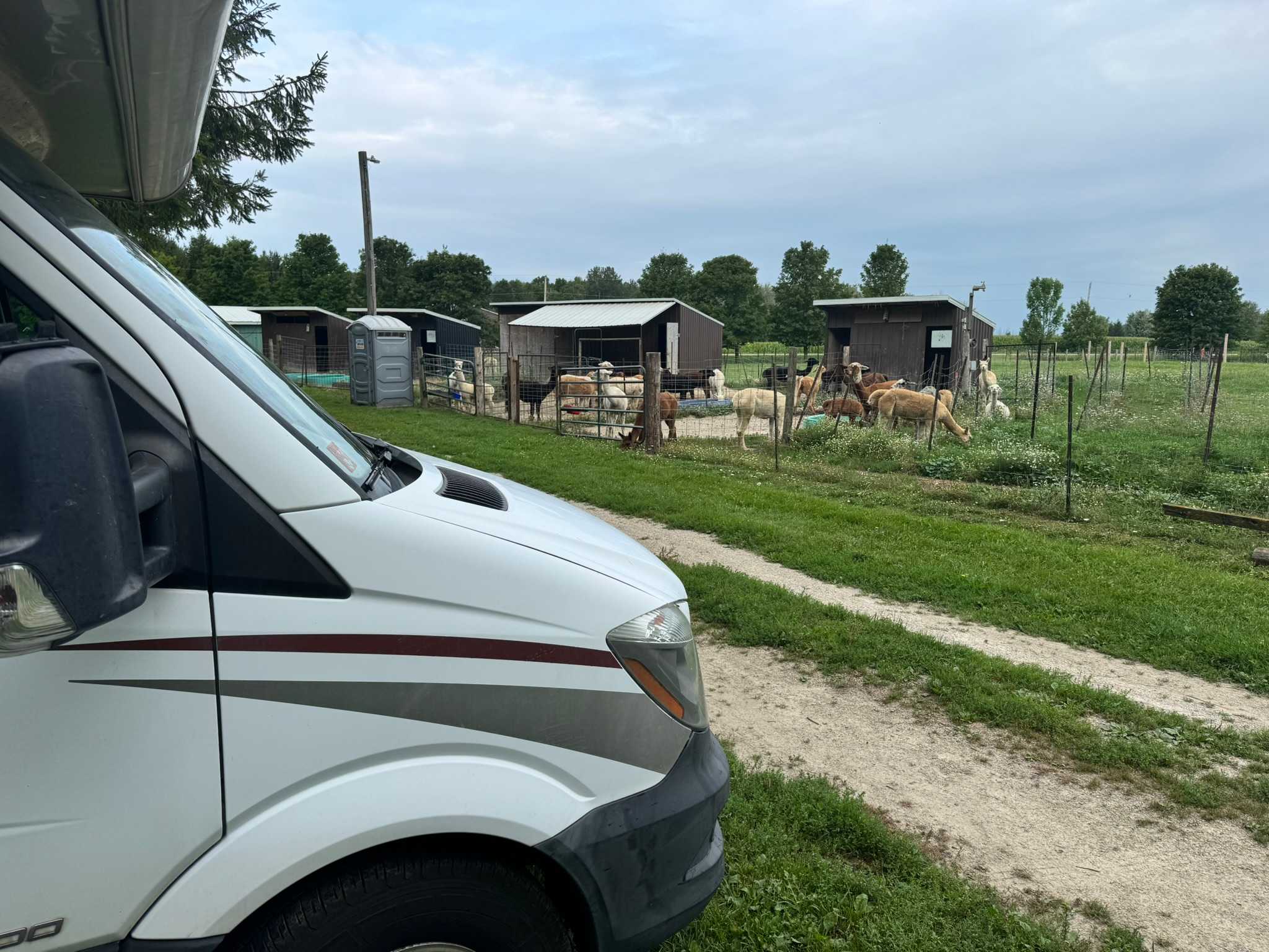 Pootcorners Alpacas