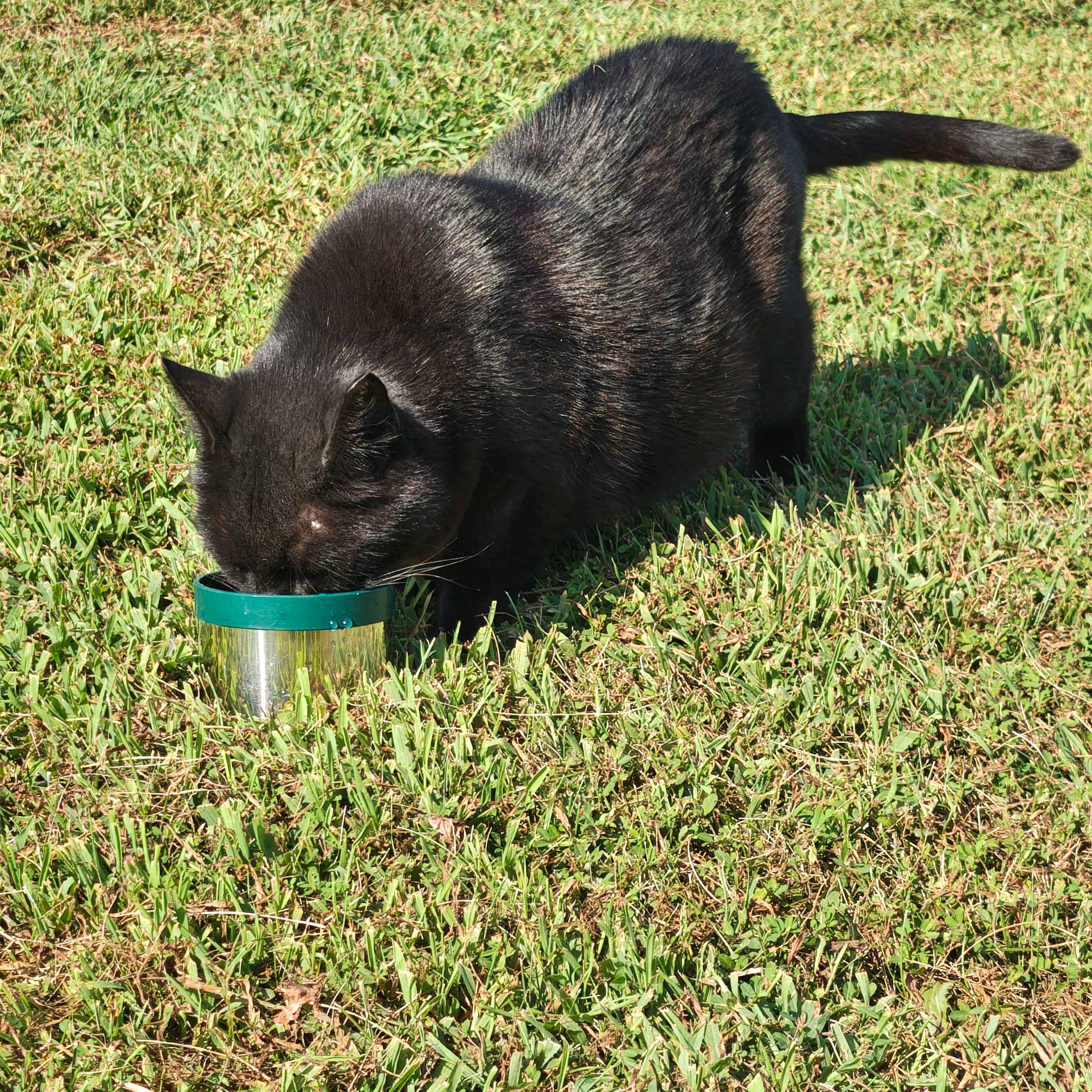 Felidae Farm