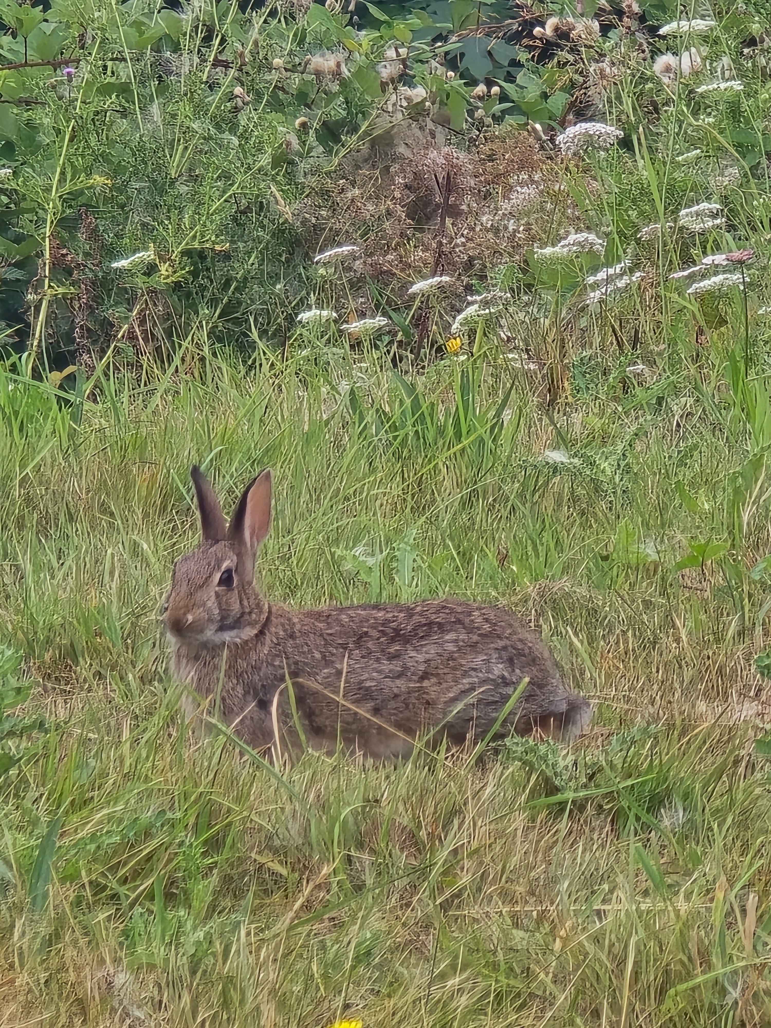 Rabbit