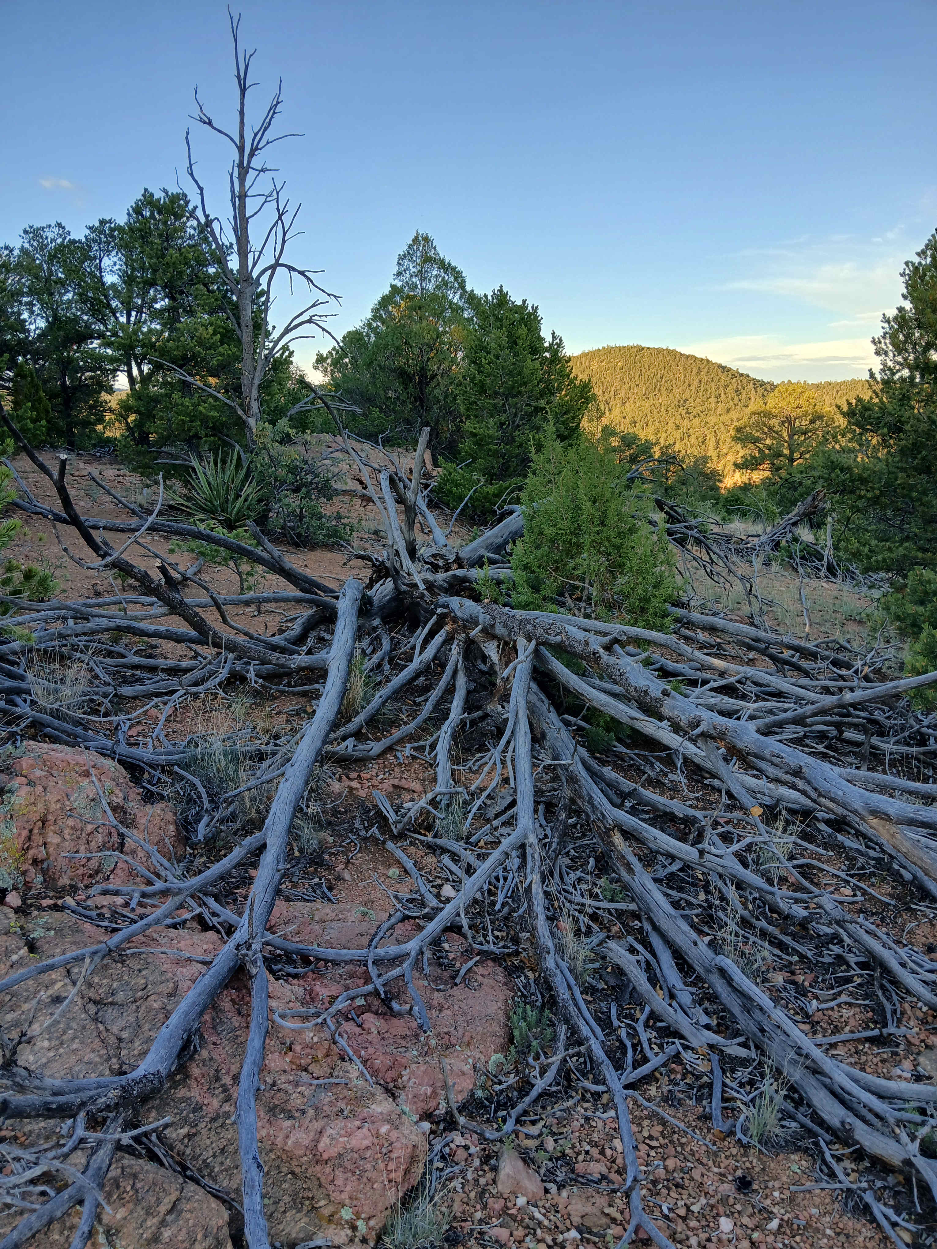 Santa Fe Treehouse Camp & Wilderness Preserve
