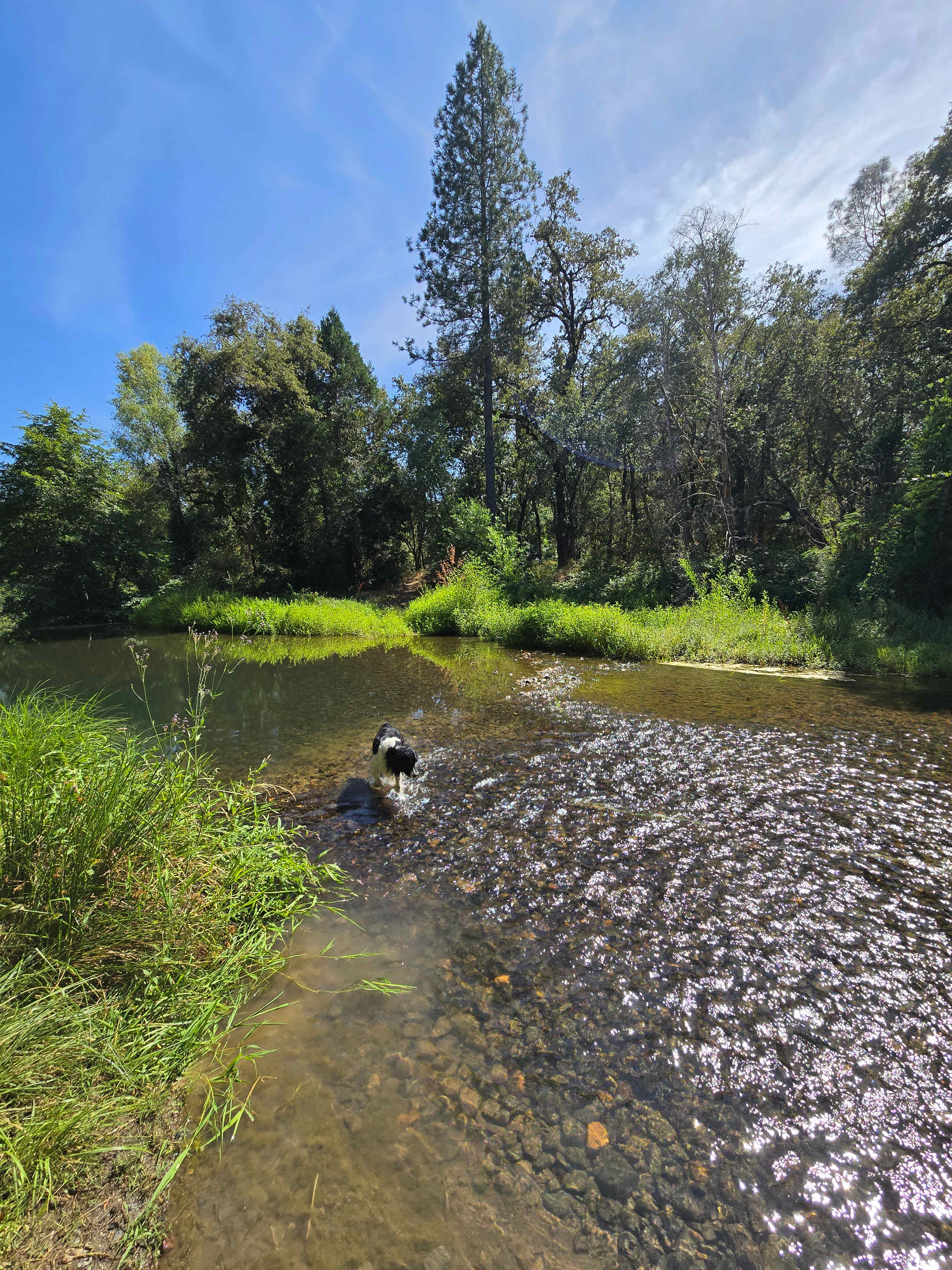 The shallow area of the creek.