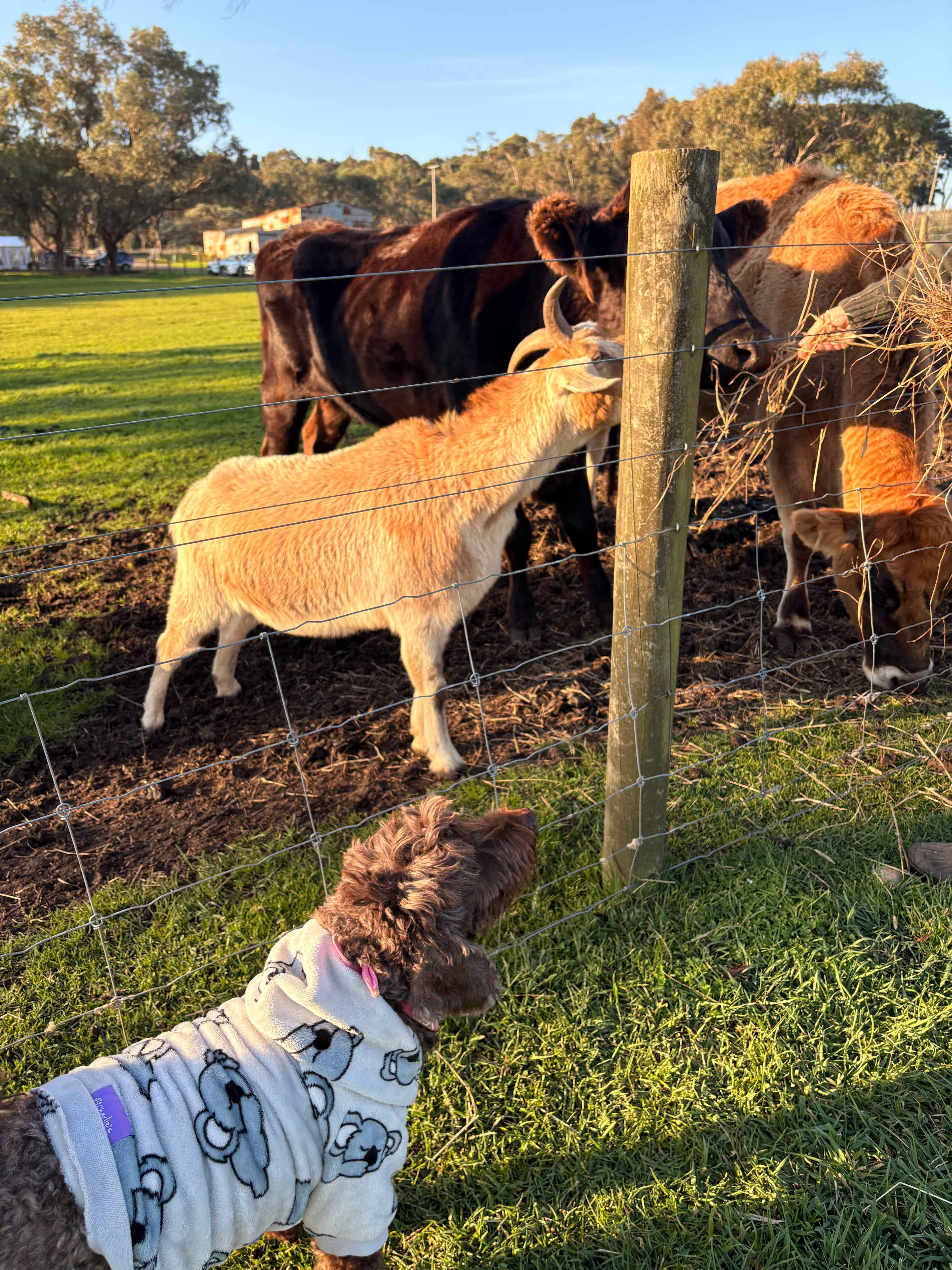 Hounds of the Vine