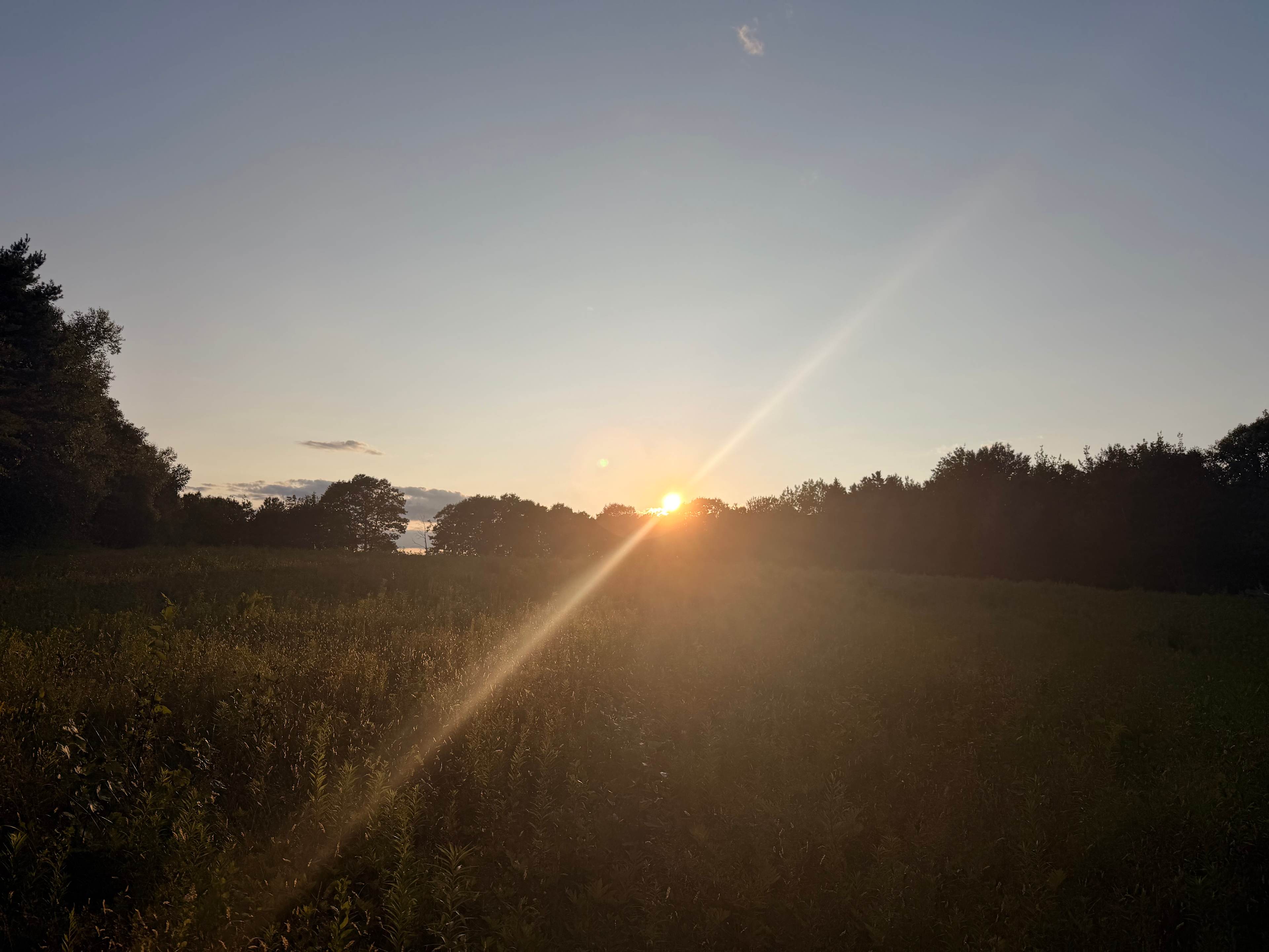 Beautiful sunset over the blueberry field! 