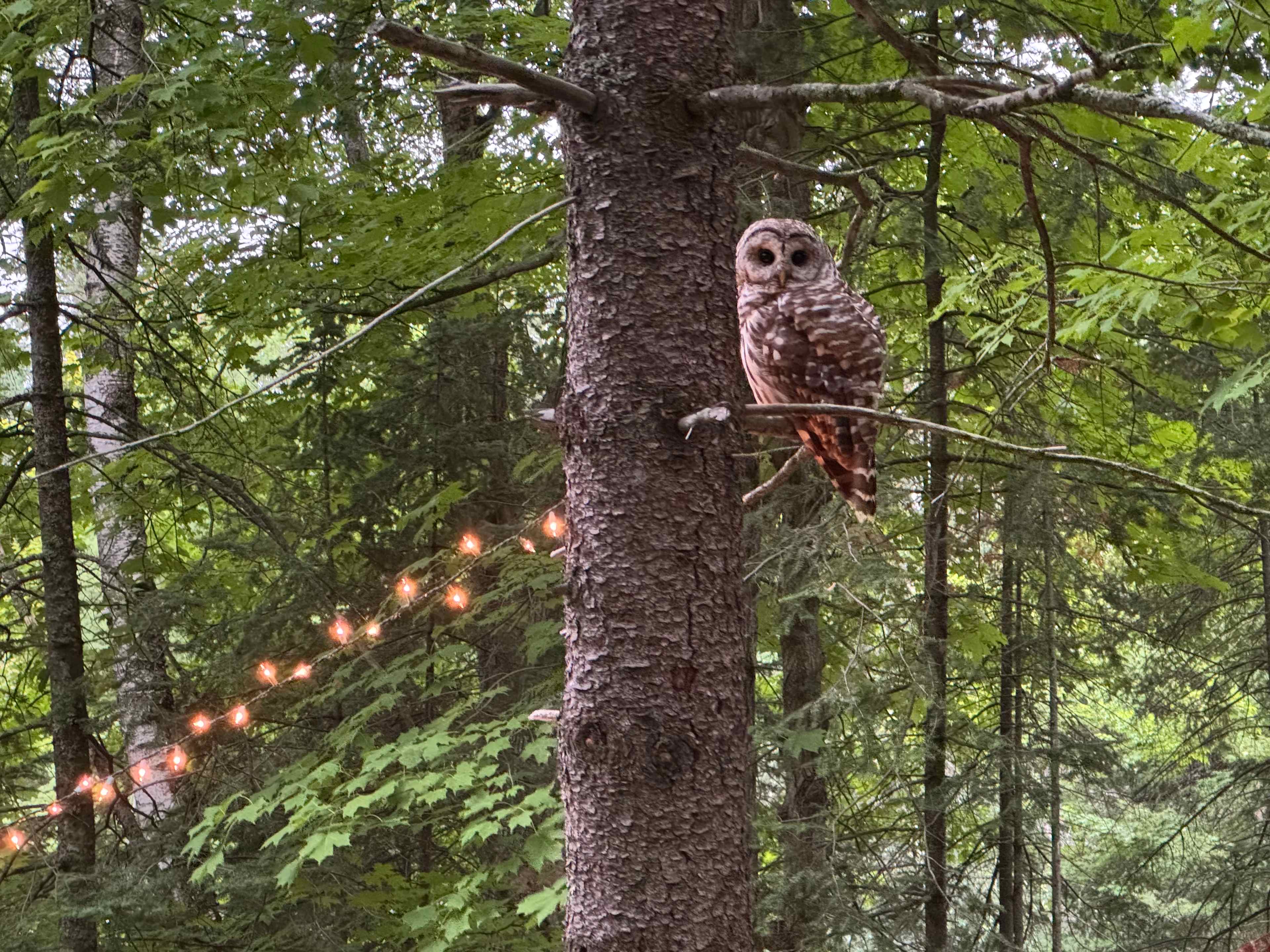One of the resident owls!