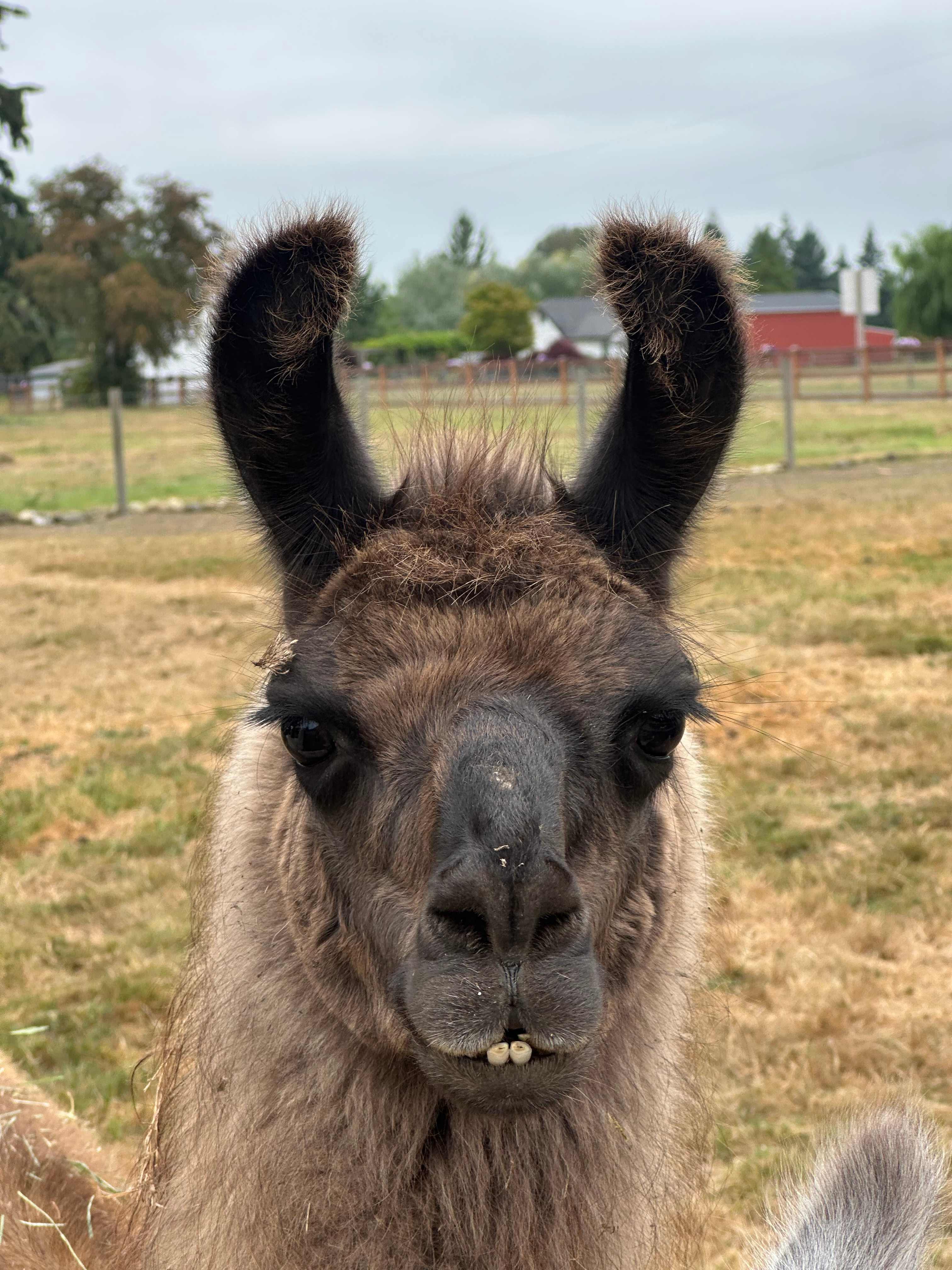 Green Apple Alpacas