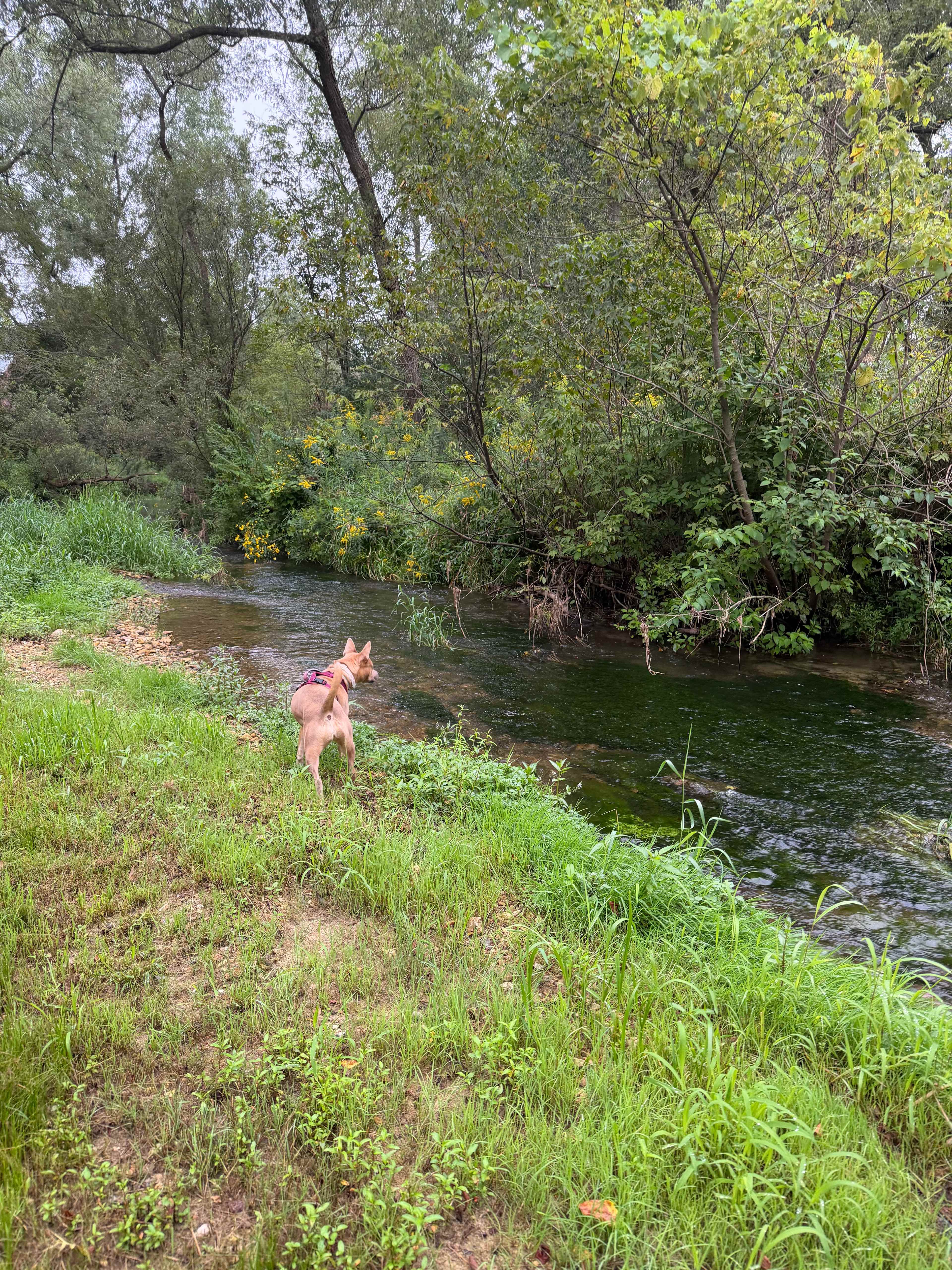 New Hartford trout camp