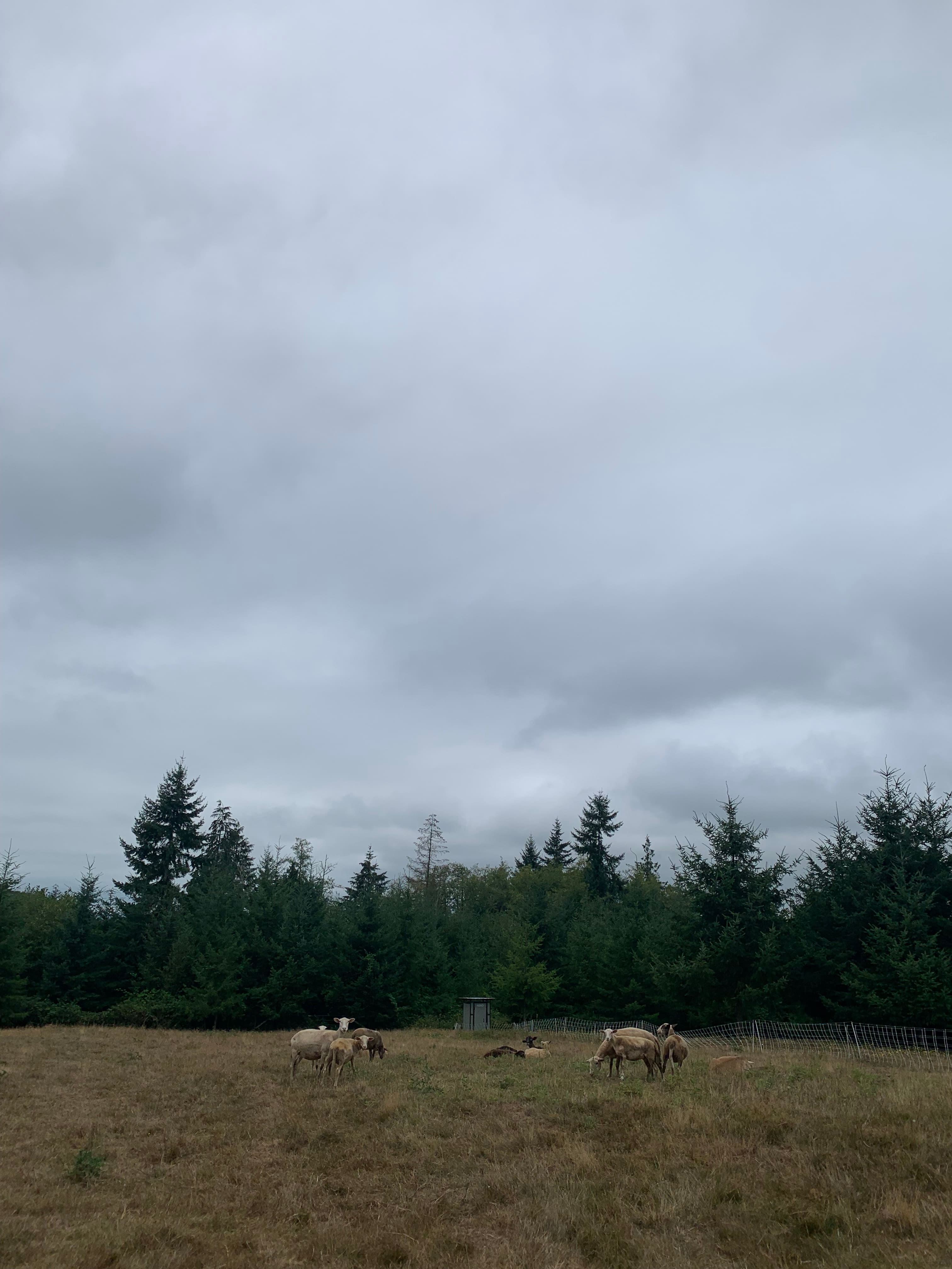 HolisticLifeFarm Clatskanie OR