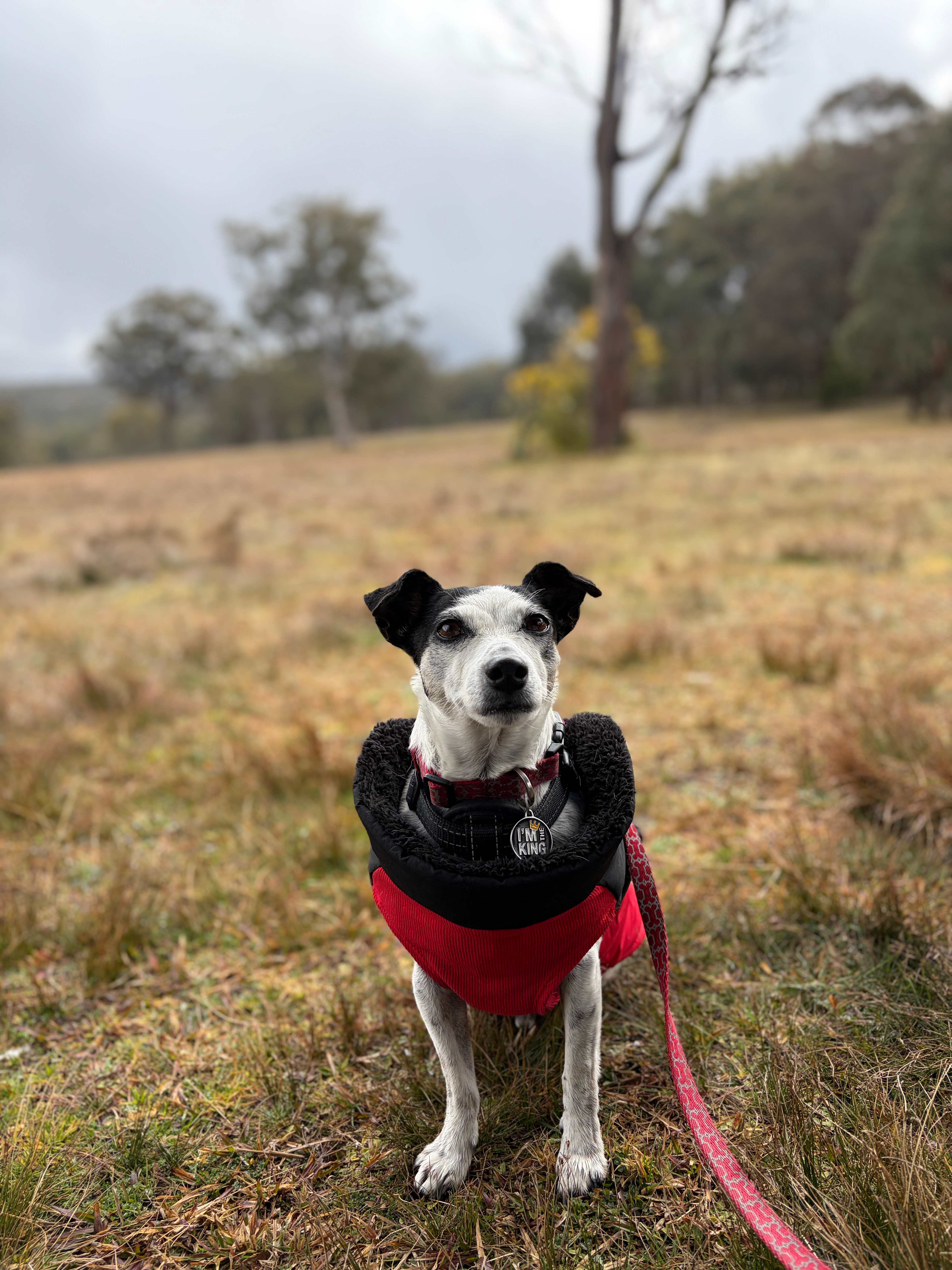 Megalong Valley Farm
