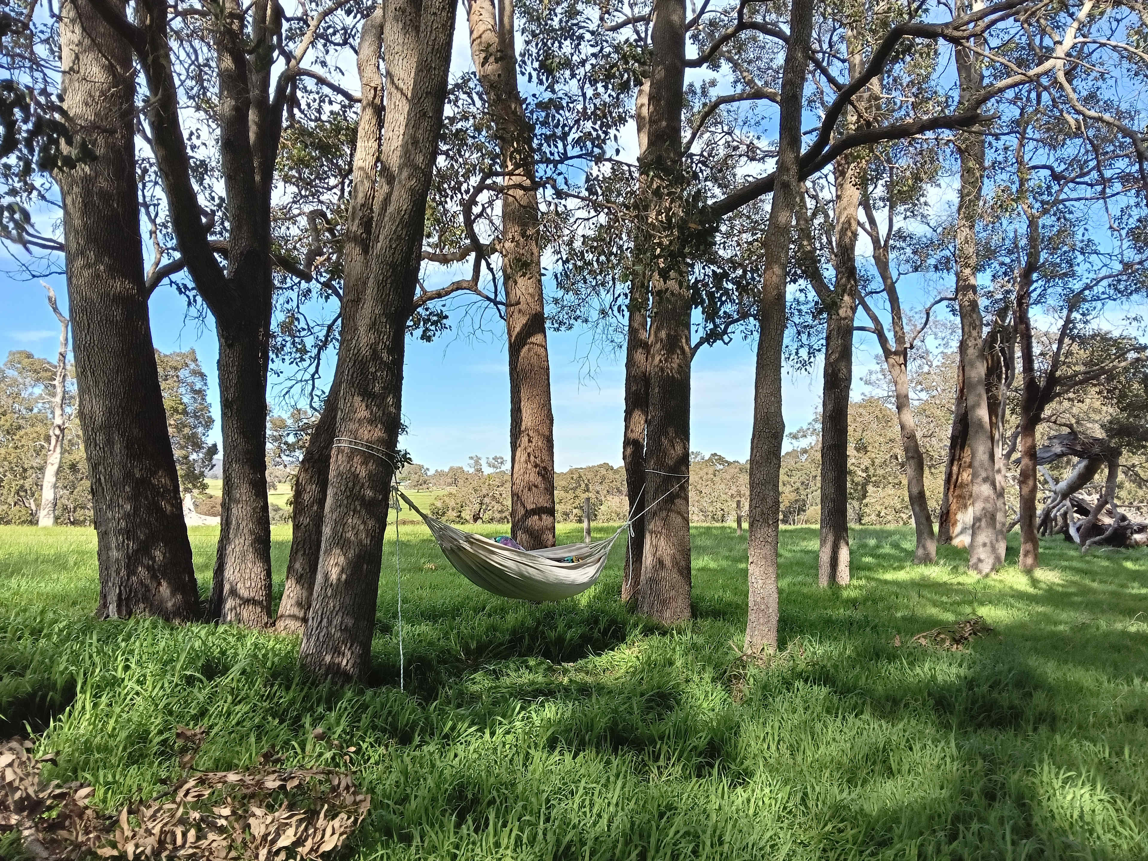Jacaranda Hill Farm