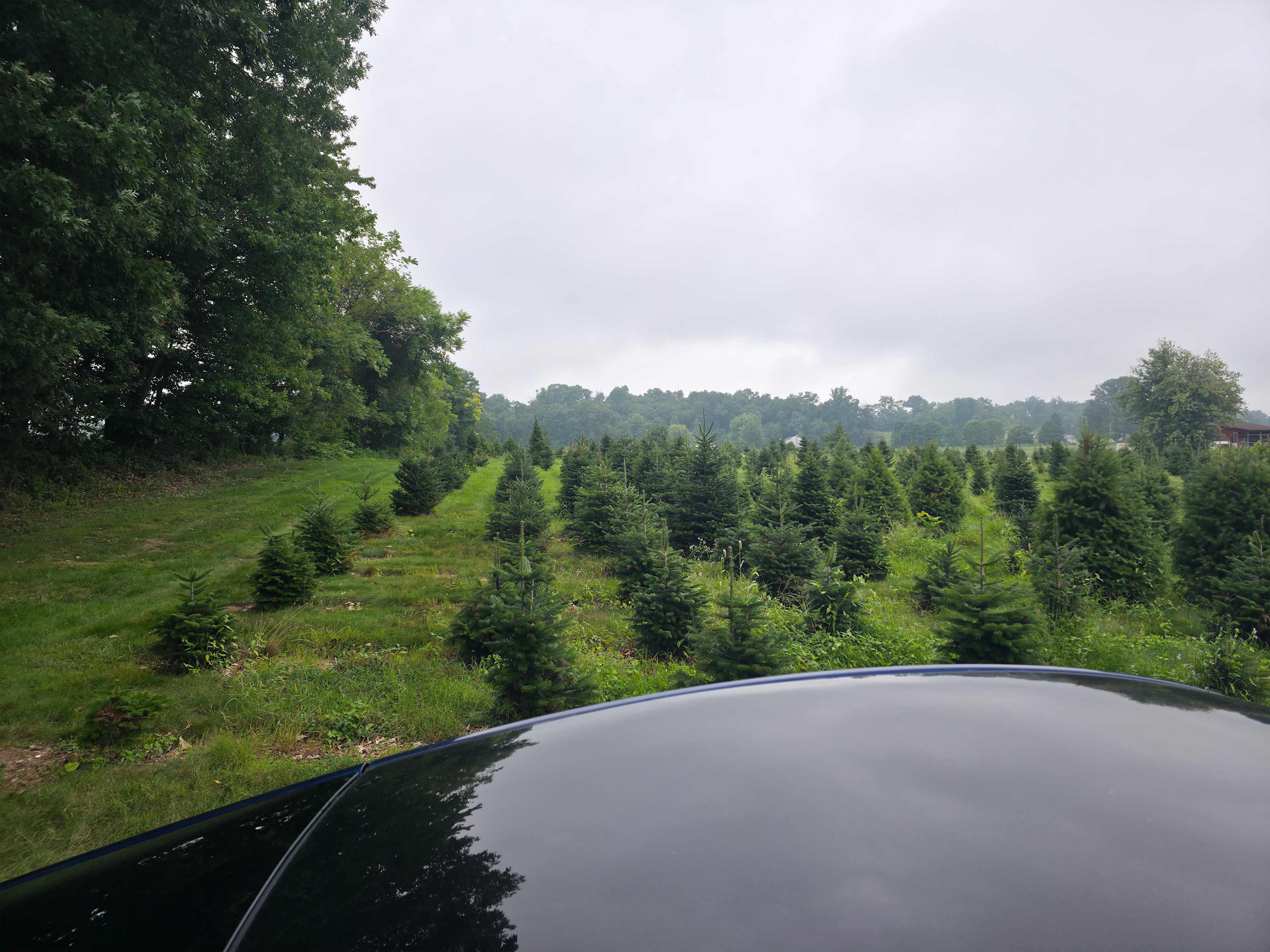 Christmas Tree Farm with Views
