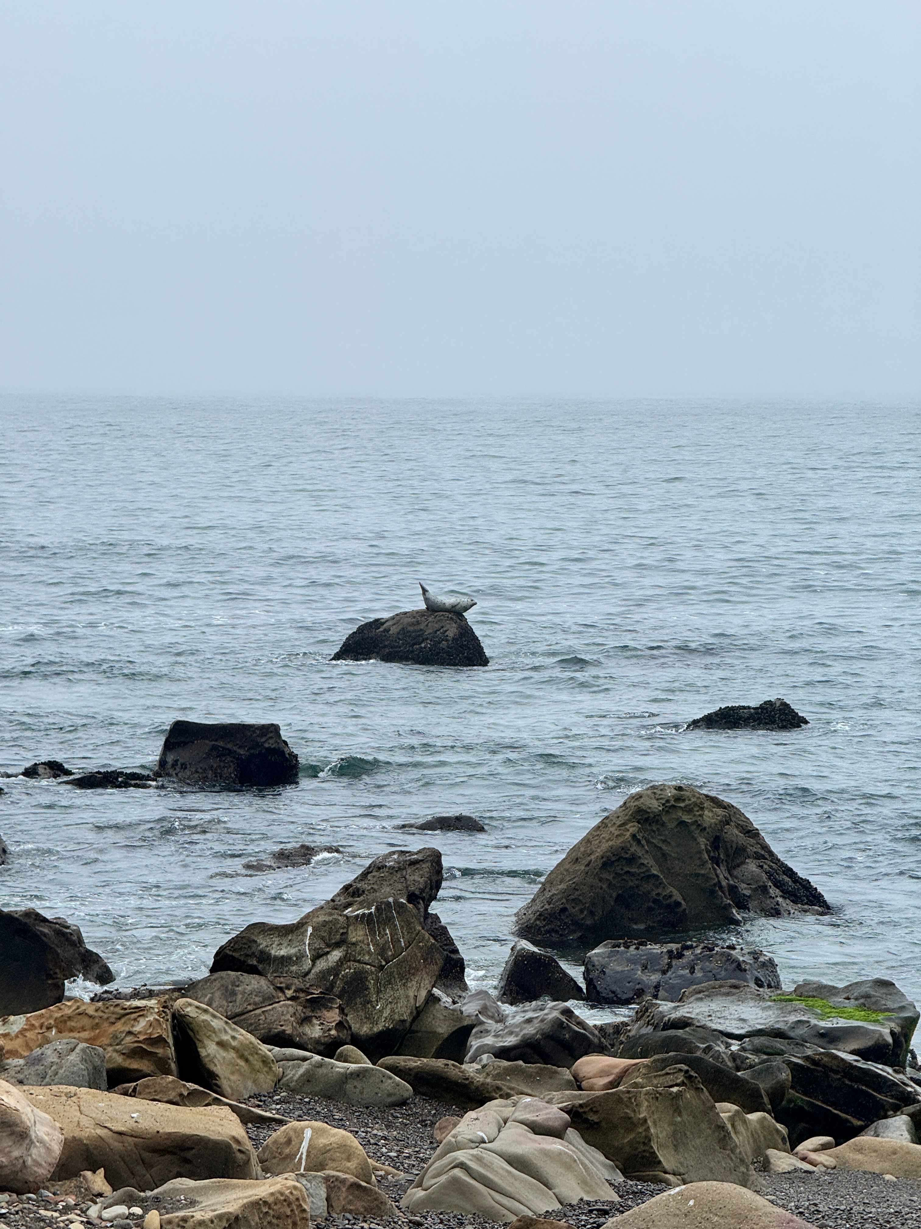 Seal Watching