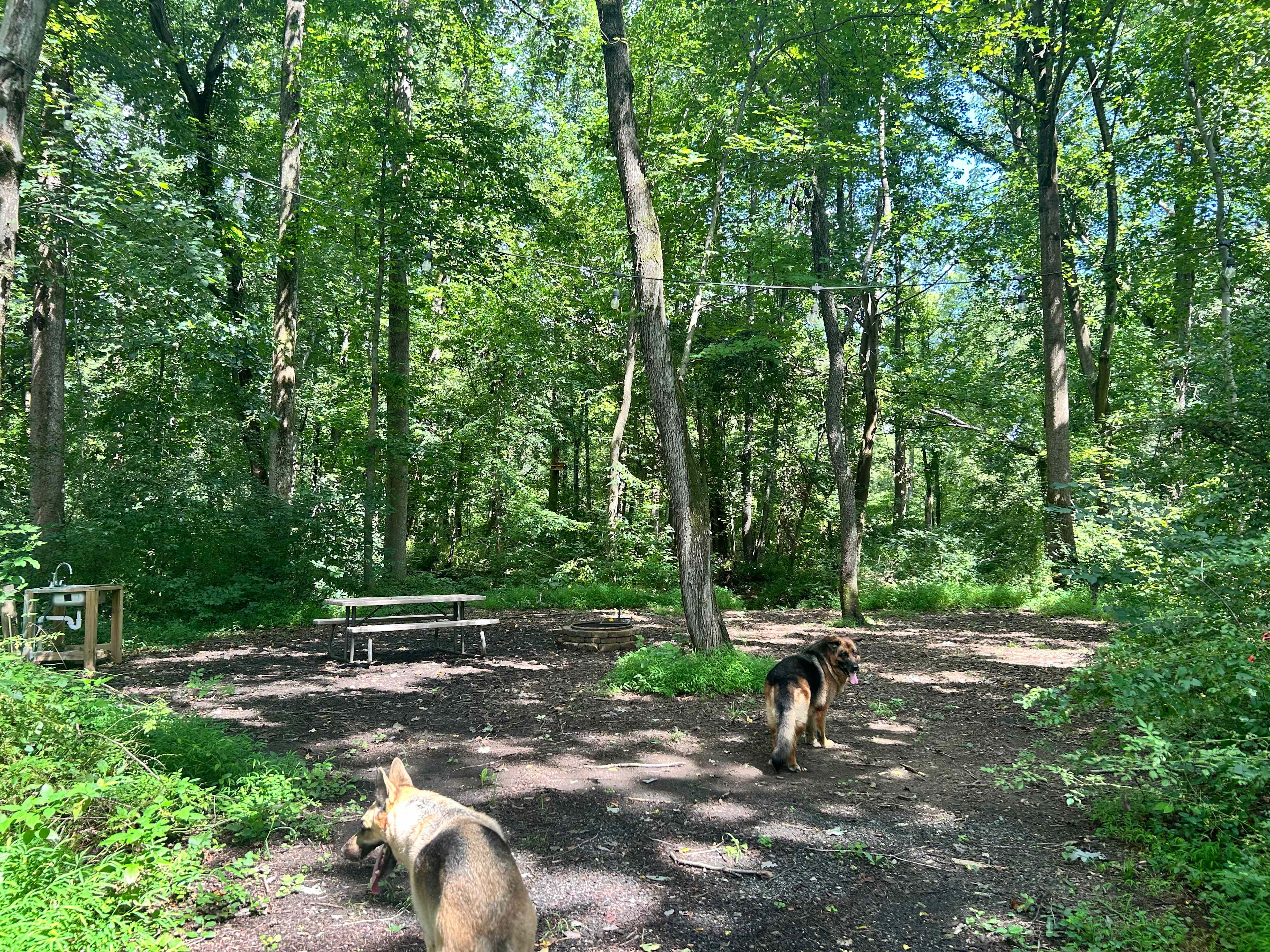 Picture of the site